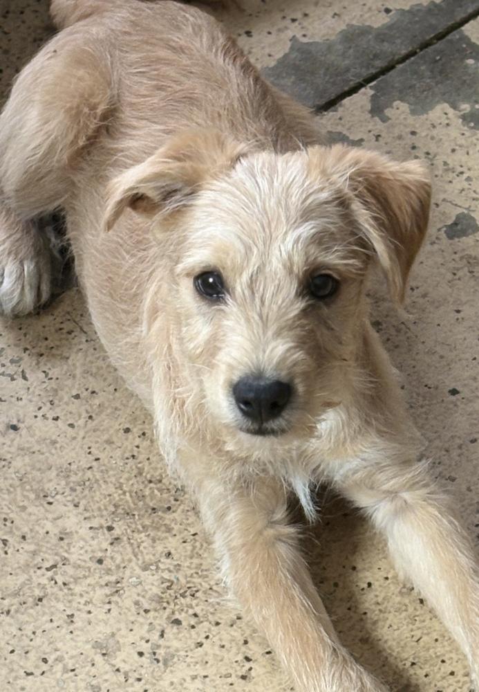 Sky, Adoptable, Puppy Male Terrier & Schnauzer.
