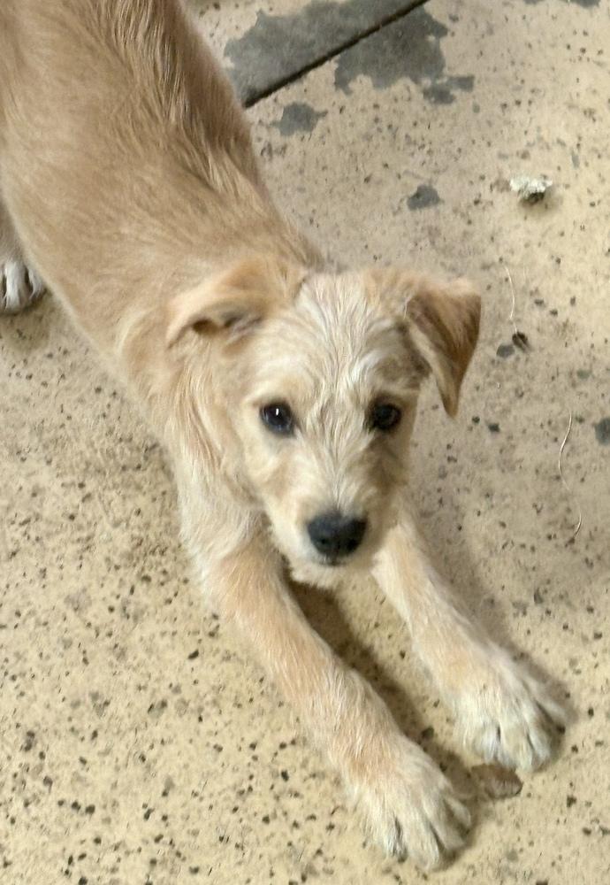 Sky, a Adoptable mixed breed in Plymouth, MN image 2/3