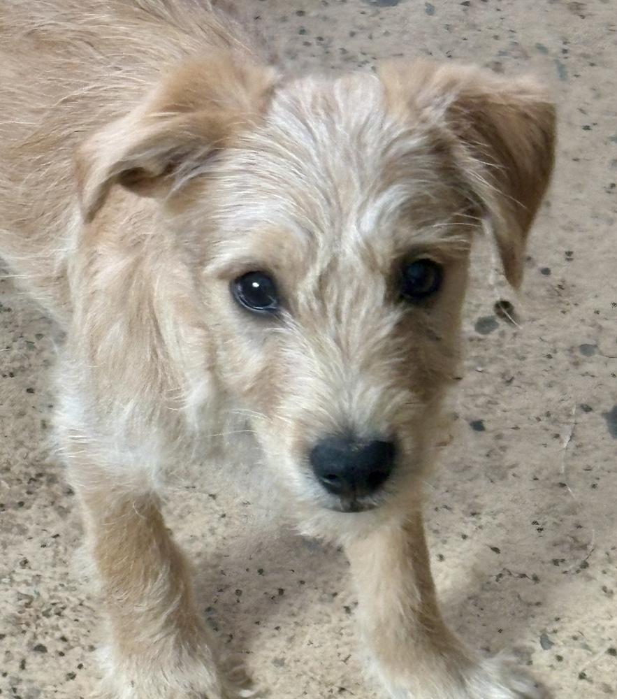 Sky, a Adoptable mixed breed in Plymouth, MN image 3/3