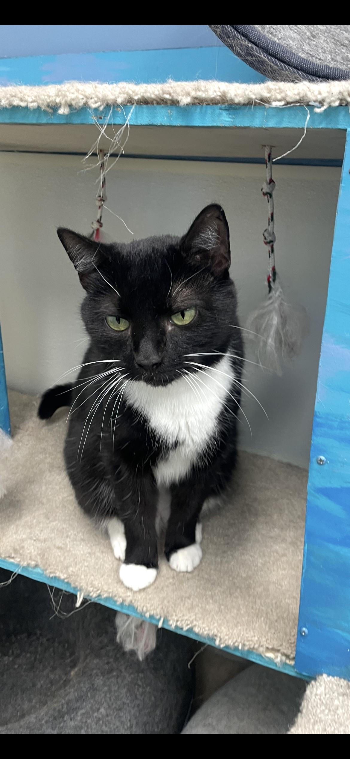 Chaplin (FSL), Adoptable, Adult Female Tuxedo & Domestic Short Hair.