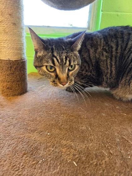 Panini, a Adoptable mixed breed in Scottsbluff, NE image 1/3