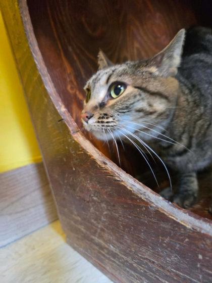Panini, a Adoptable mixed breed in Scottsbluff, NE image 2/3
