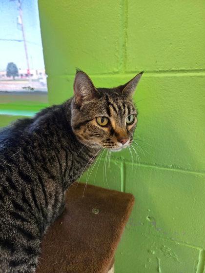 Panini, a Adoptable mixed breed in Scottsbluff, NE image 3/3