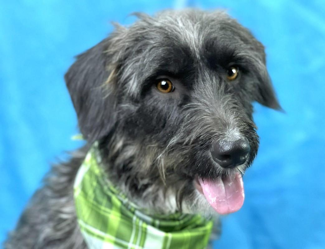 Charlie: A Survivor with a Rough Past and a Heart Ready to Heal