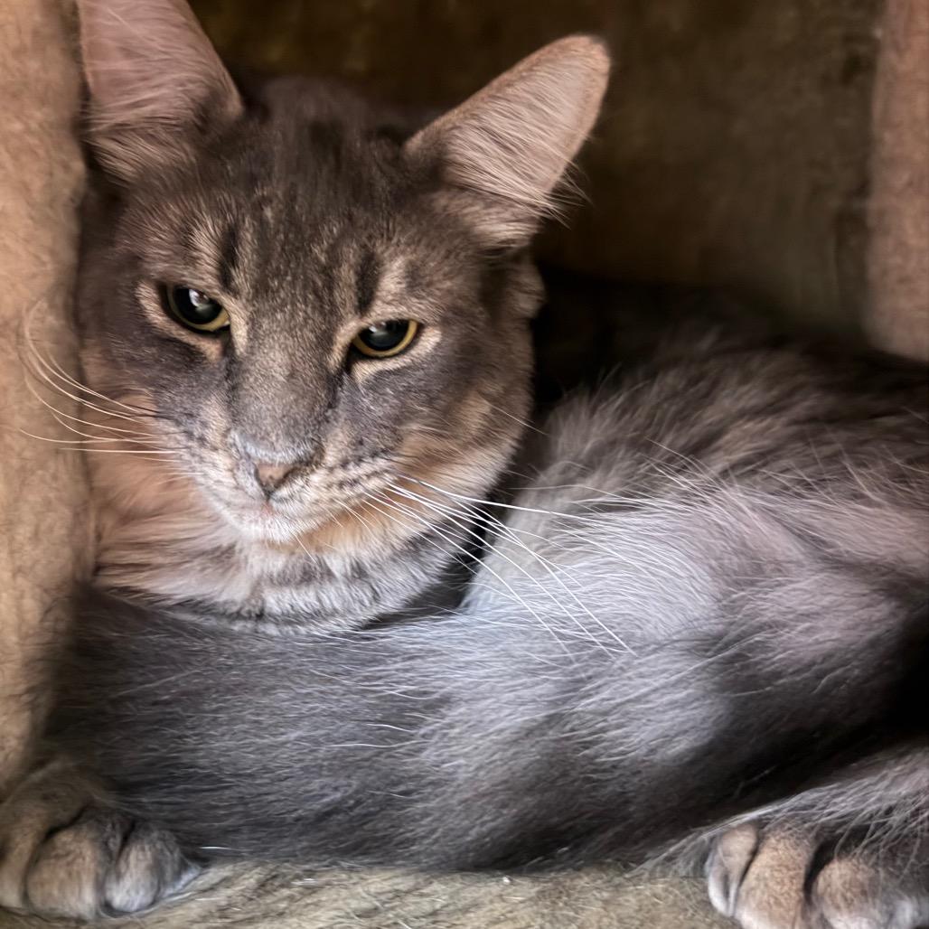 Archie, Adoptable, Young Male Domestic Long Hair.