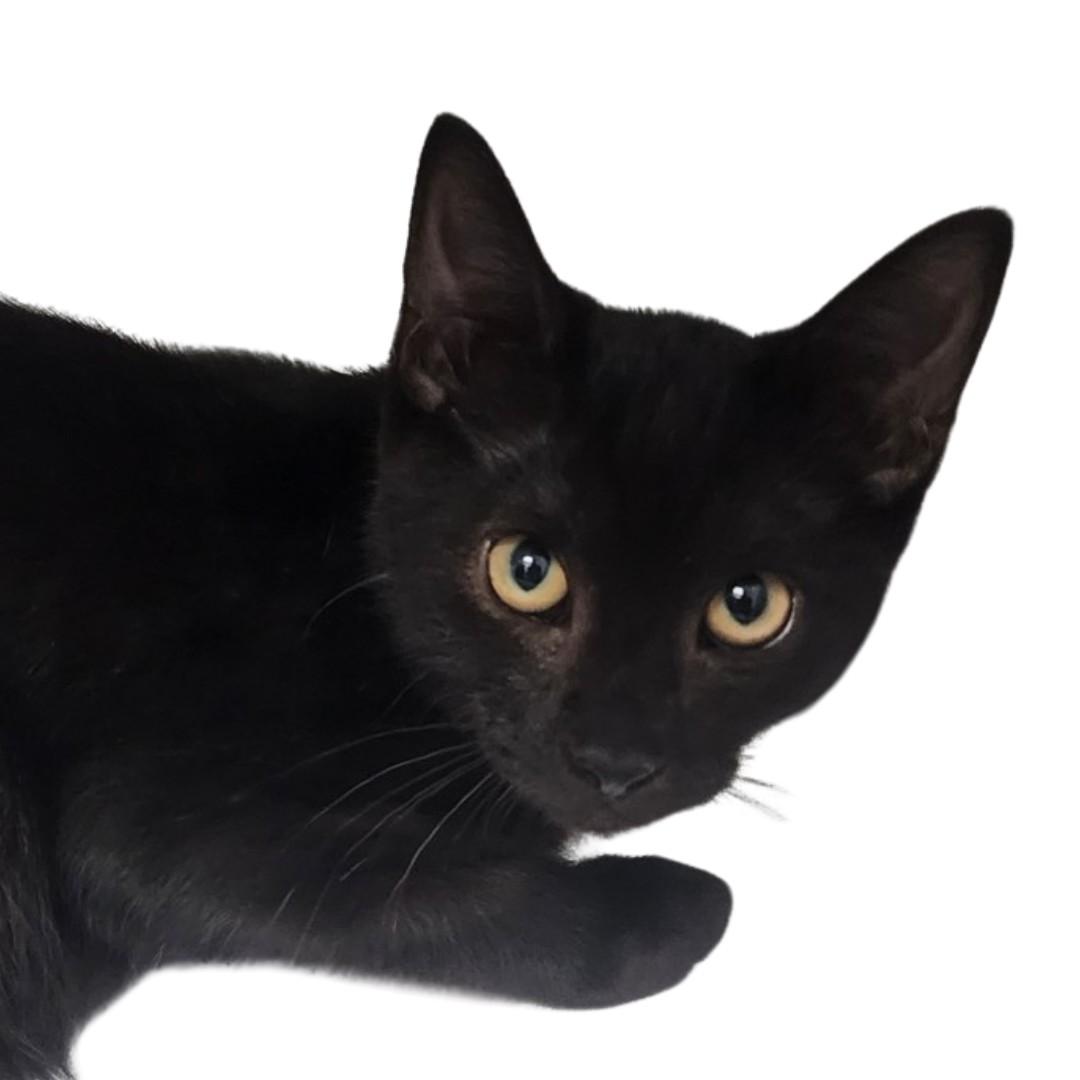 LEWIS, Adoptable, Young Male Domestic Short Hair.