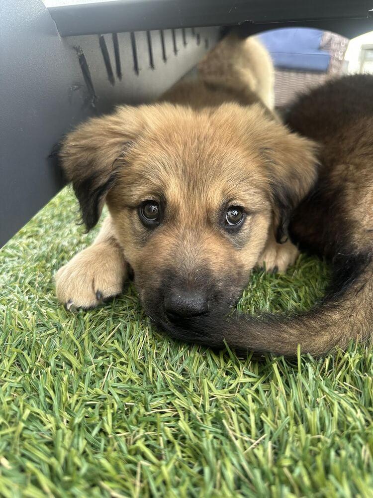 Enlarge Chance, a Adoptable mixed breed in Denver, CO image 1/3