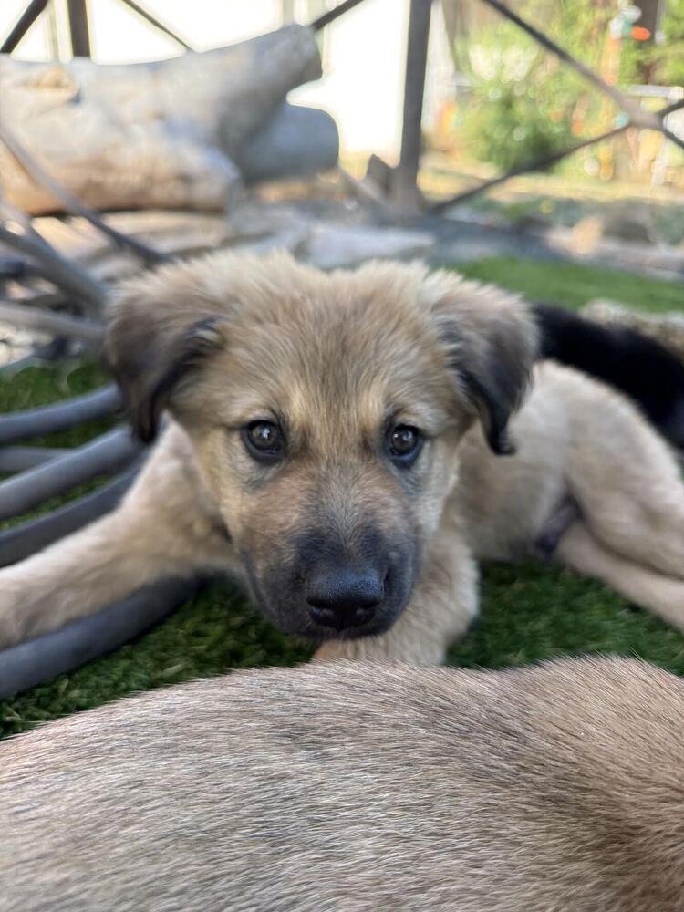 Enlarge Chance, a Adoptable mixed breed in Denver, CO image 2/3
