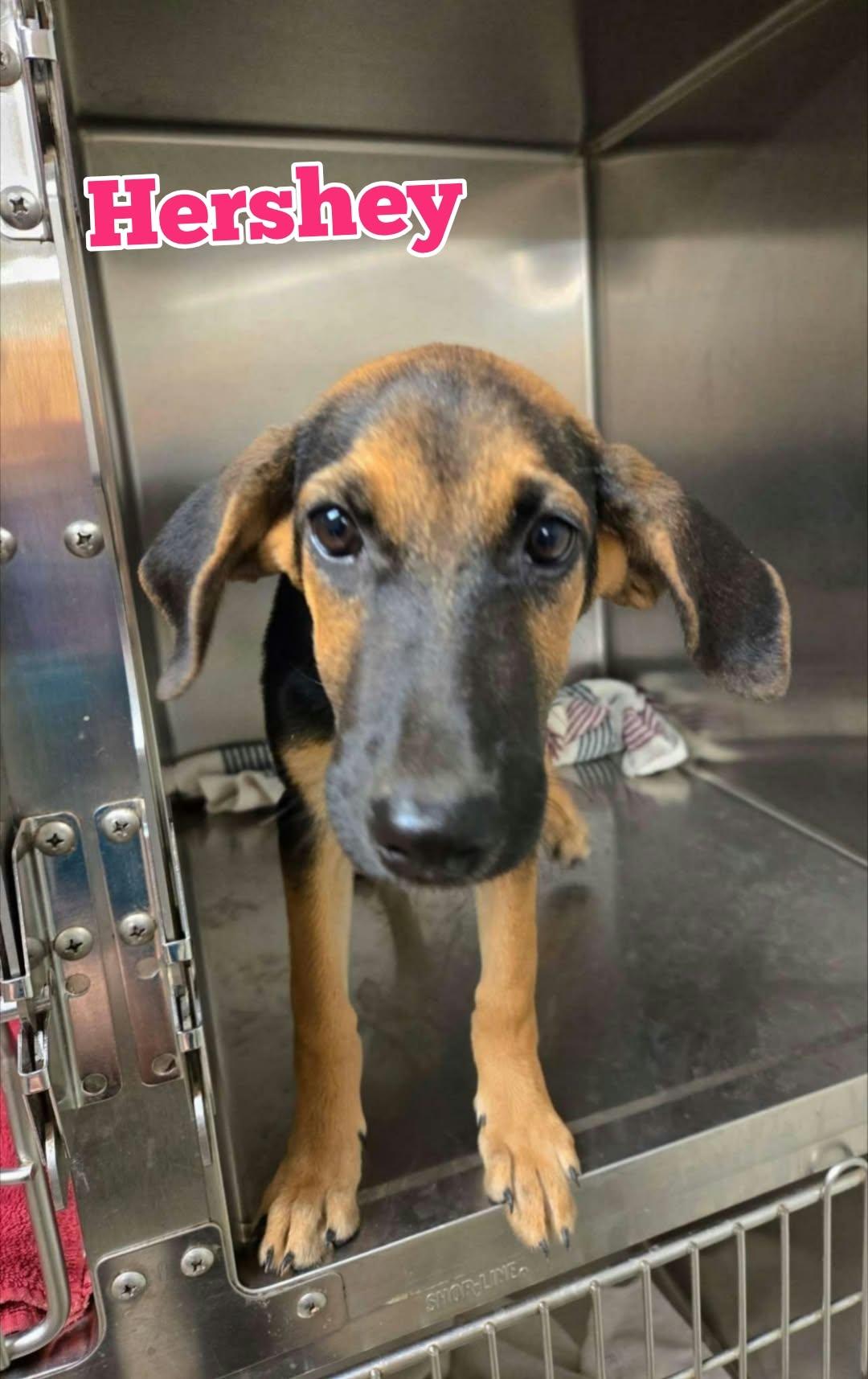 Enlarge Hershey, a Adoptable mixed breed in New Baltimore, MI image 2/2