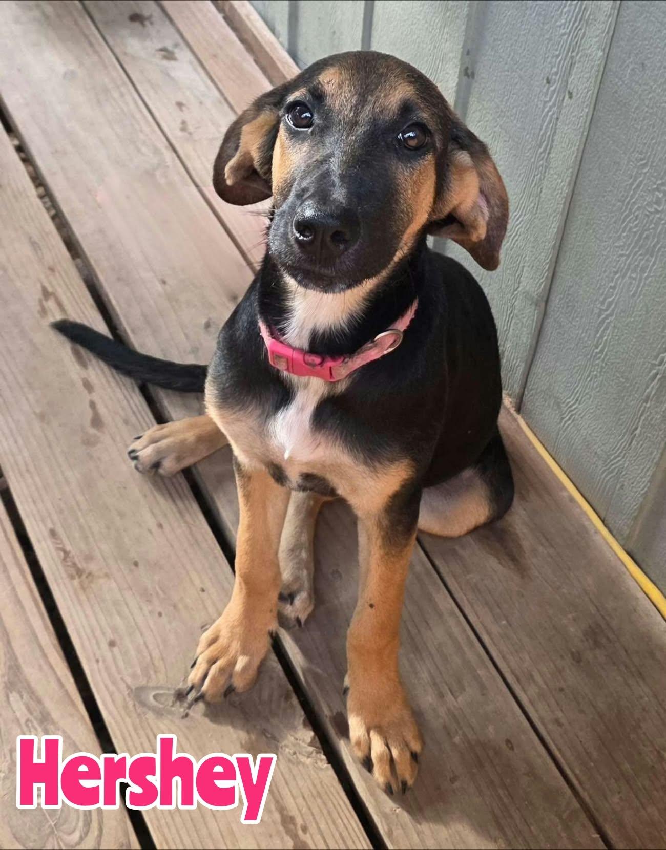 Hershey, Adoptable, Puppy Female Black and Tan Coonhound & German Shepherd Dog.