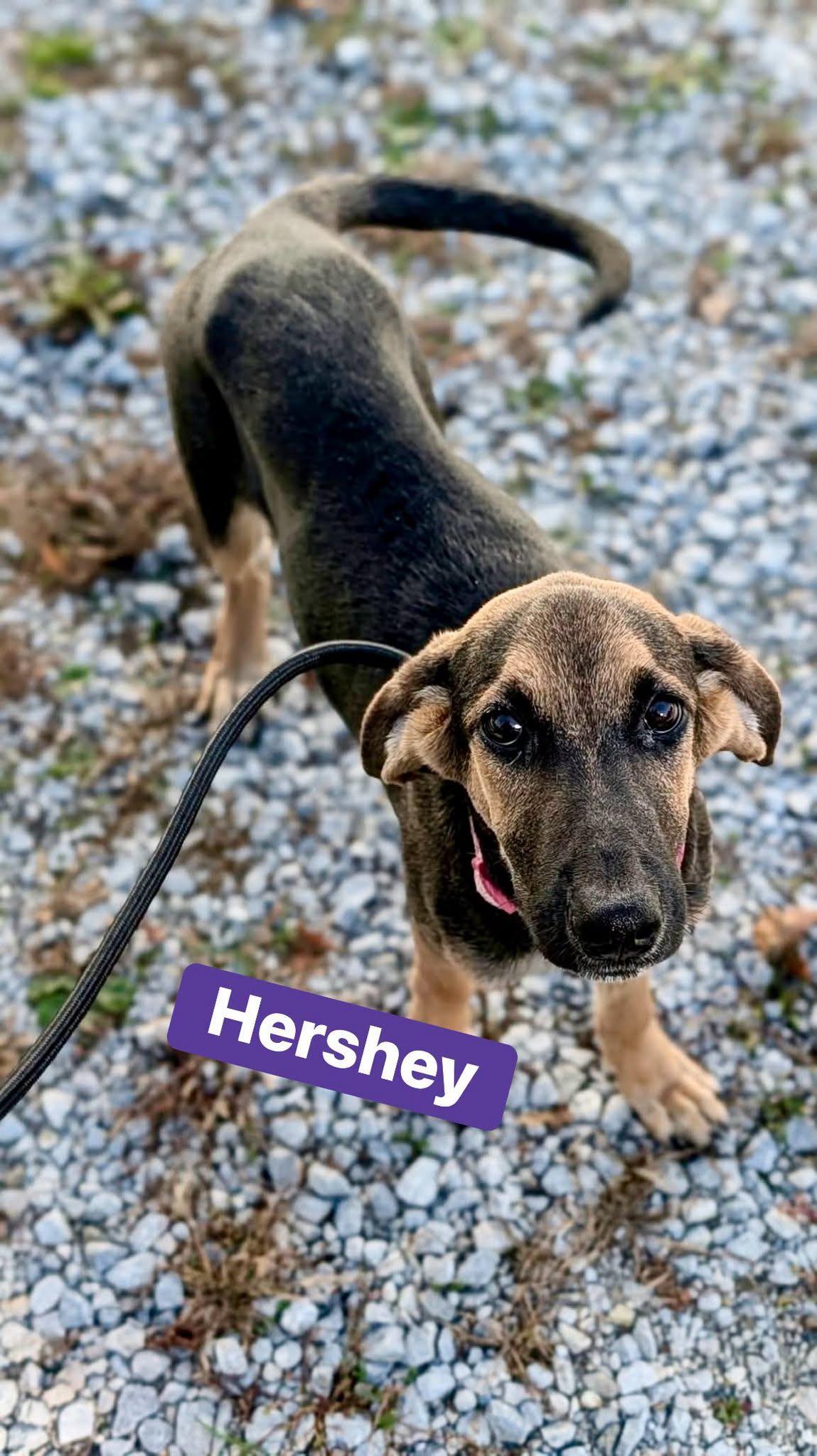 Hershey, Adoptable, Puppy Female Black and Tan Coonhound & German Shepherd Dog.