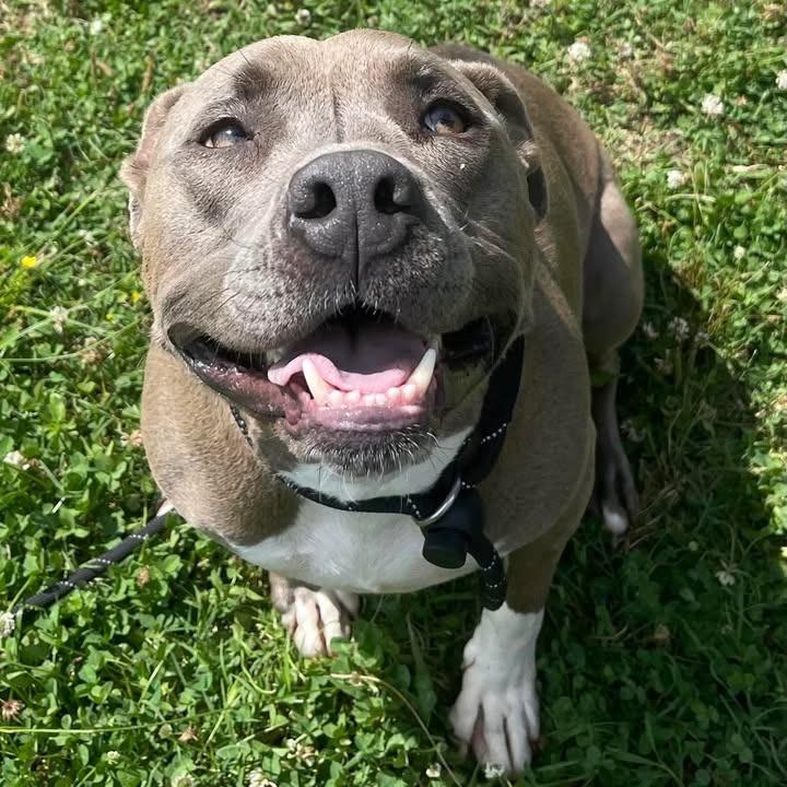 Zeus, a Adoptable Pit Bull Terrier in Springdale, AR image 1/6