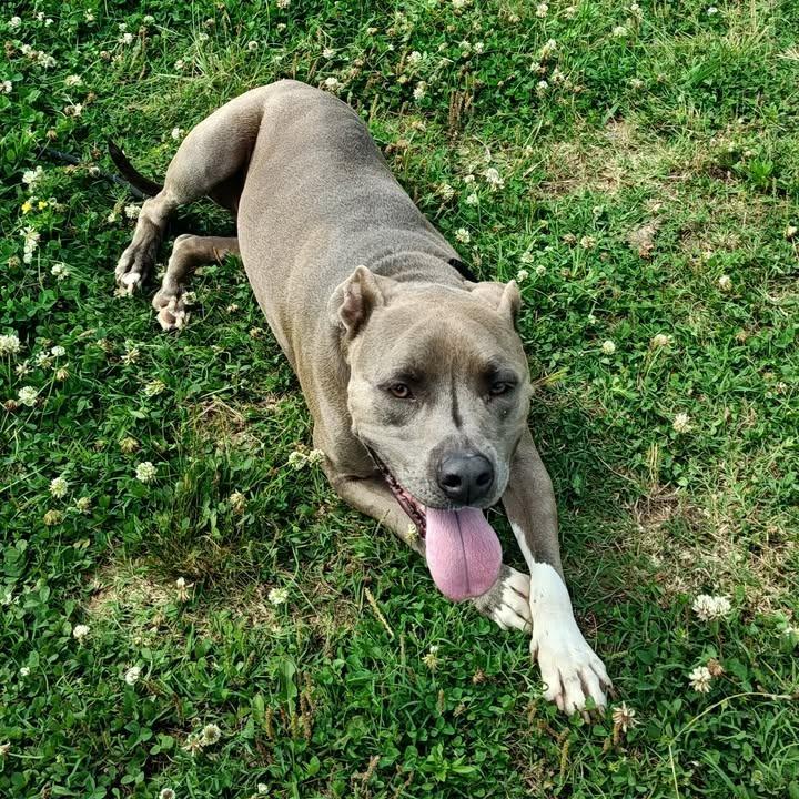 Zeus, a Adoptable Pit Bull Terrier in Springdale, AR image 2/6