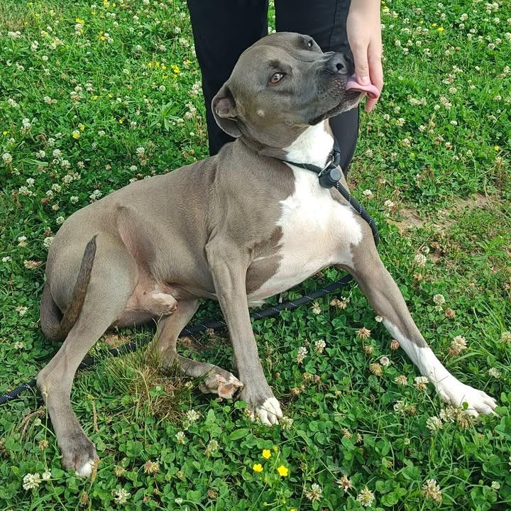 Zeus, a Adoptable Pit Bull Terrier in Springdale, AR image 3/6