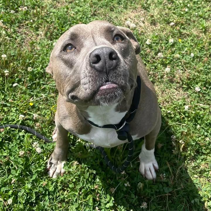 Zeus, a Adoptable Pit Bull Terrier in Springdale, AR image 4/6