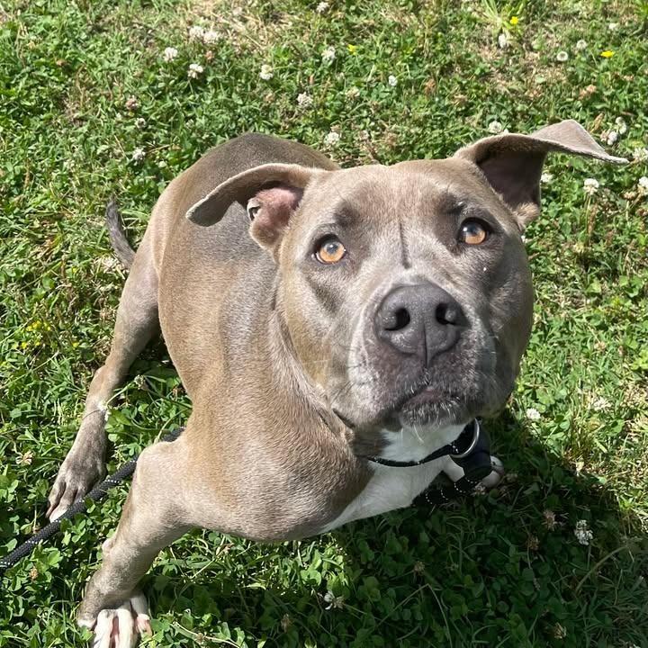 Zeus, a Adoptable Pit Bull Terrier in Springdale, AR image 5/6