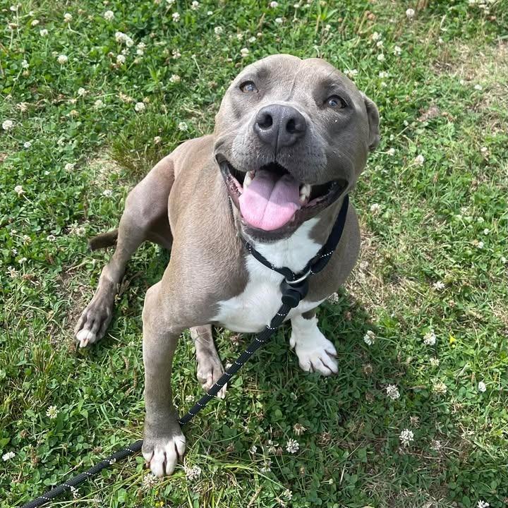 Zeus, a Adoptable Pit Bull Terrier in Springdale, AR image 6/6