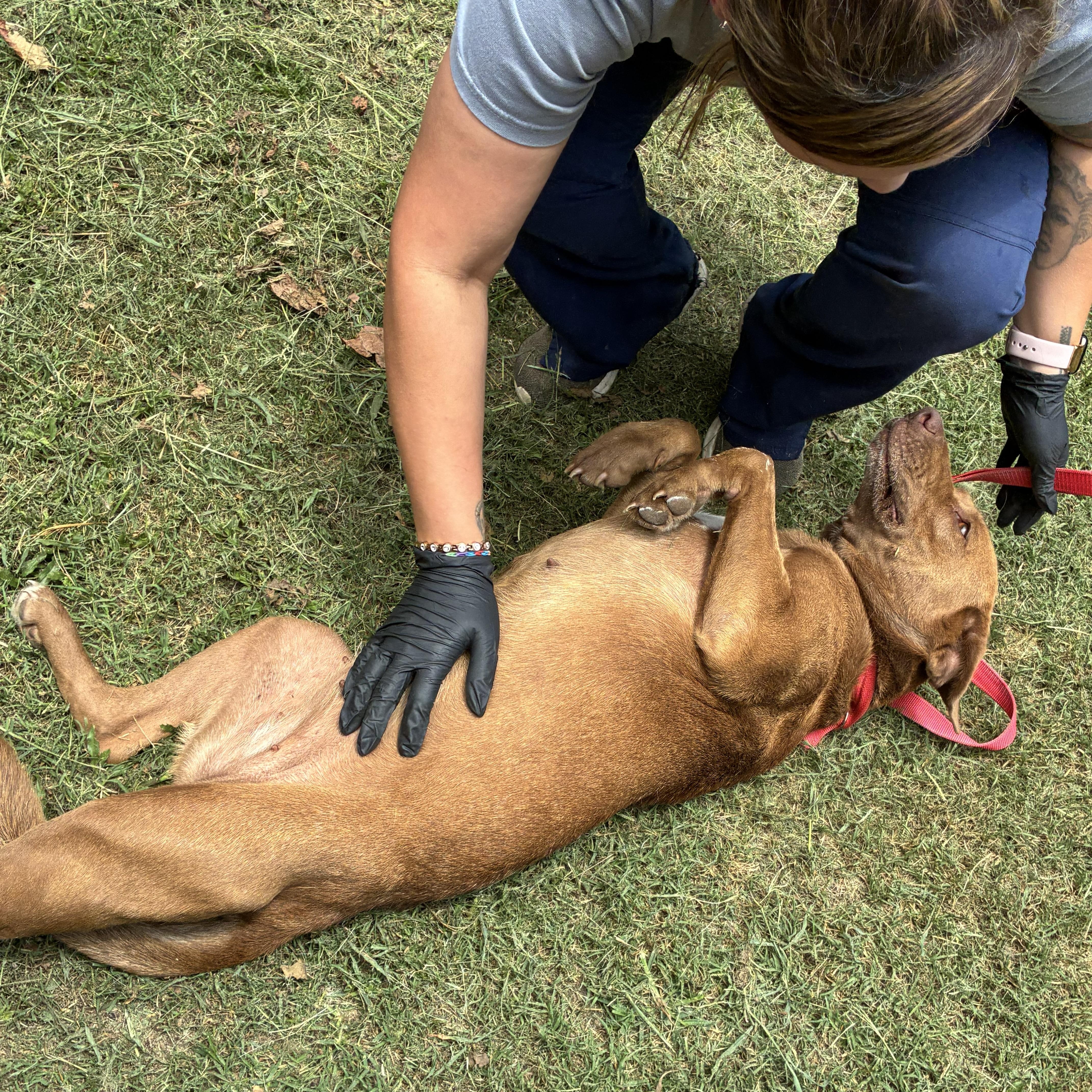 Athena, adopted, Adult Female Chocolate Labrador Retriever.