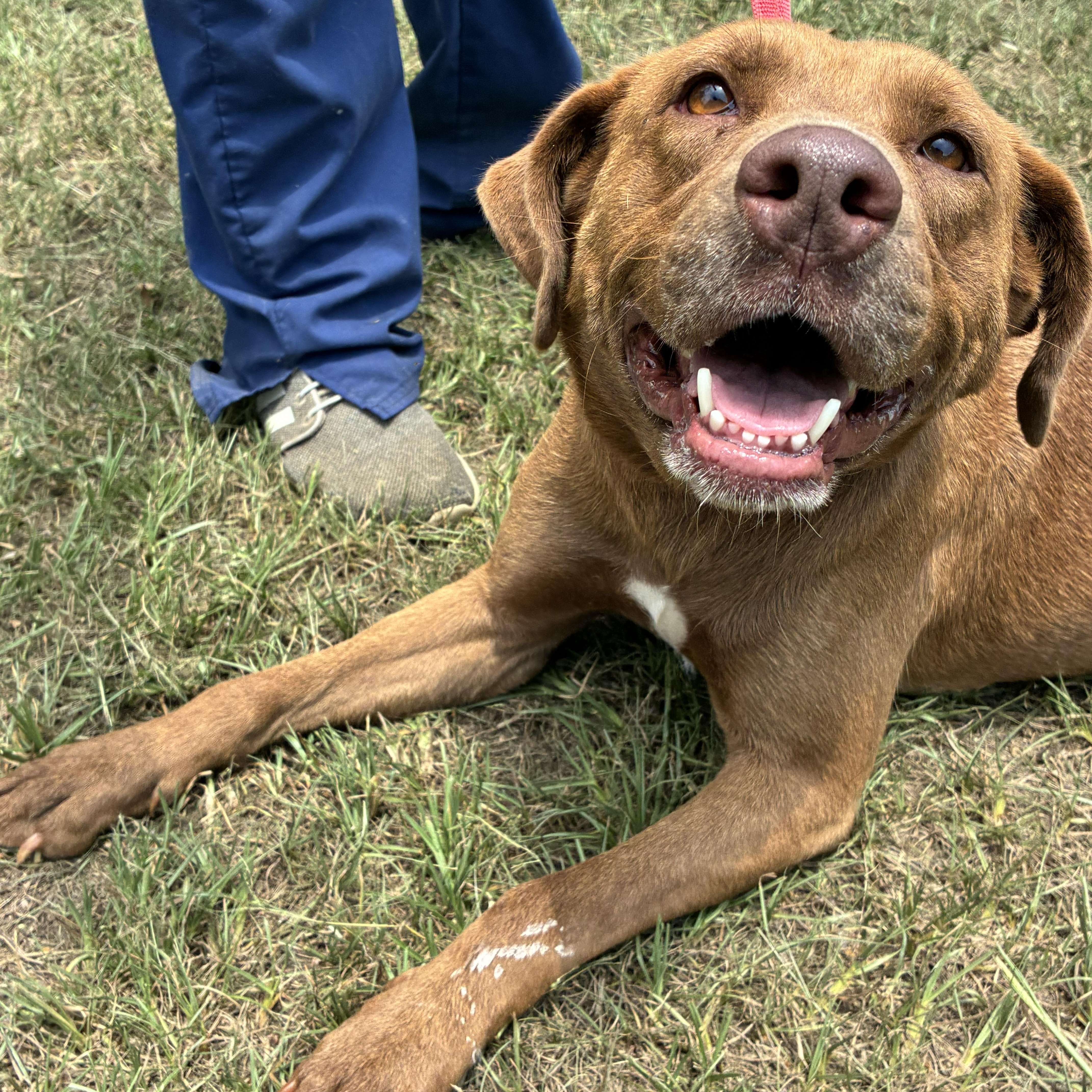 Enlarge Athena, an adopted mixed breed in Bamberg, SC image 2/4