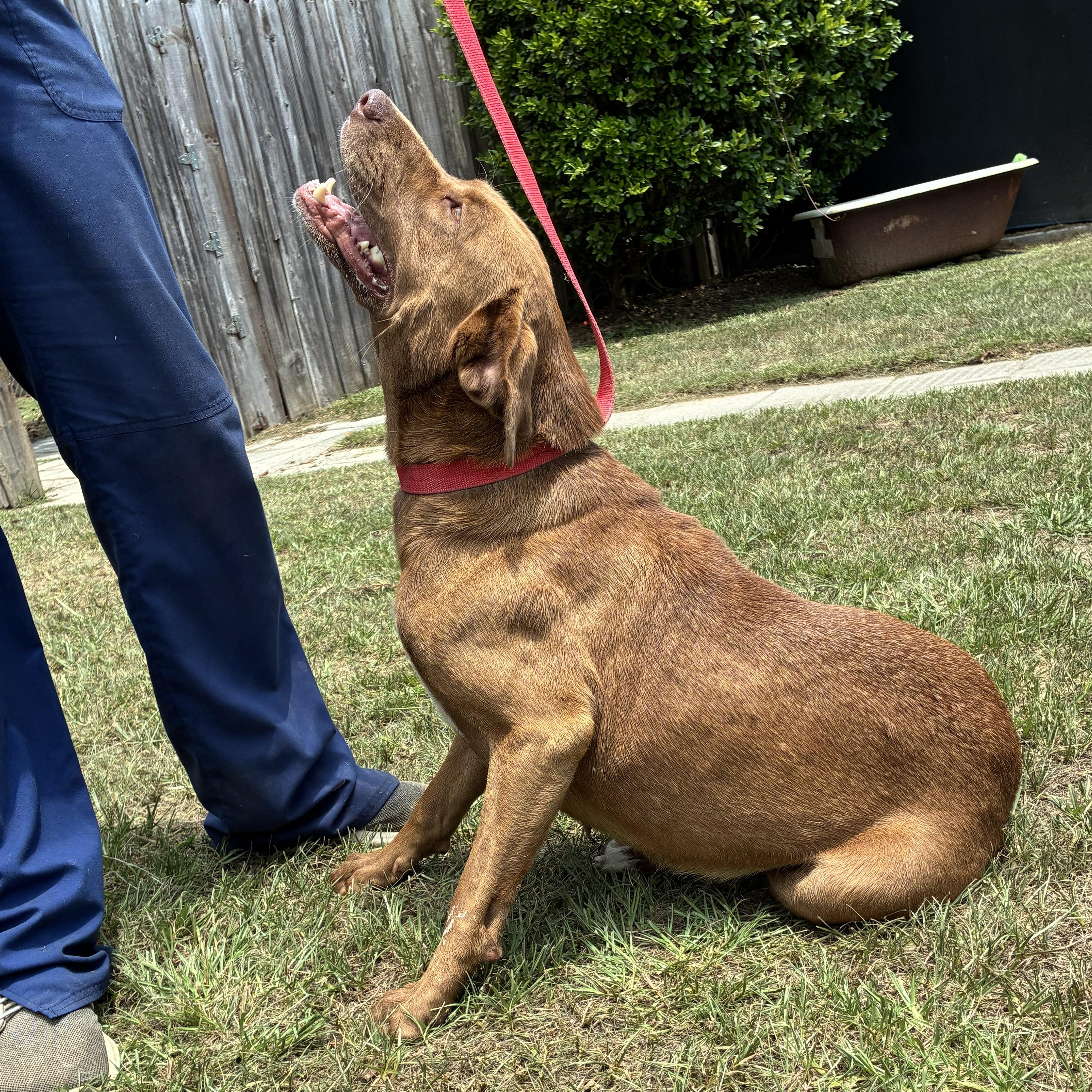 Enlarge Athena, an adopted mixed breed in Bamberg, SC image 4/4