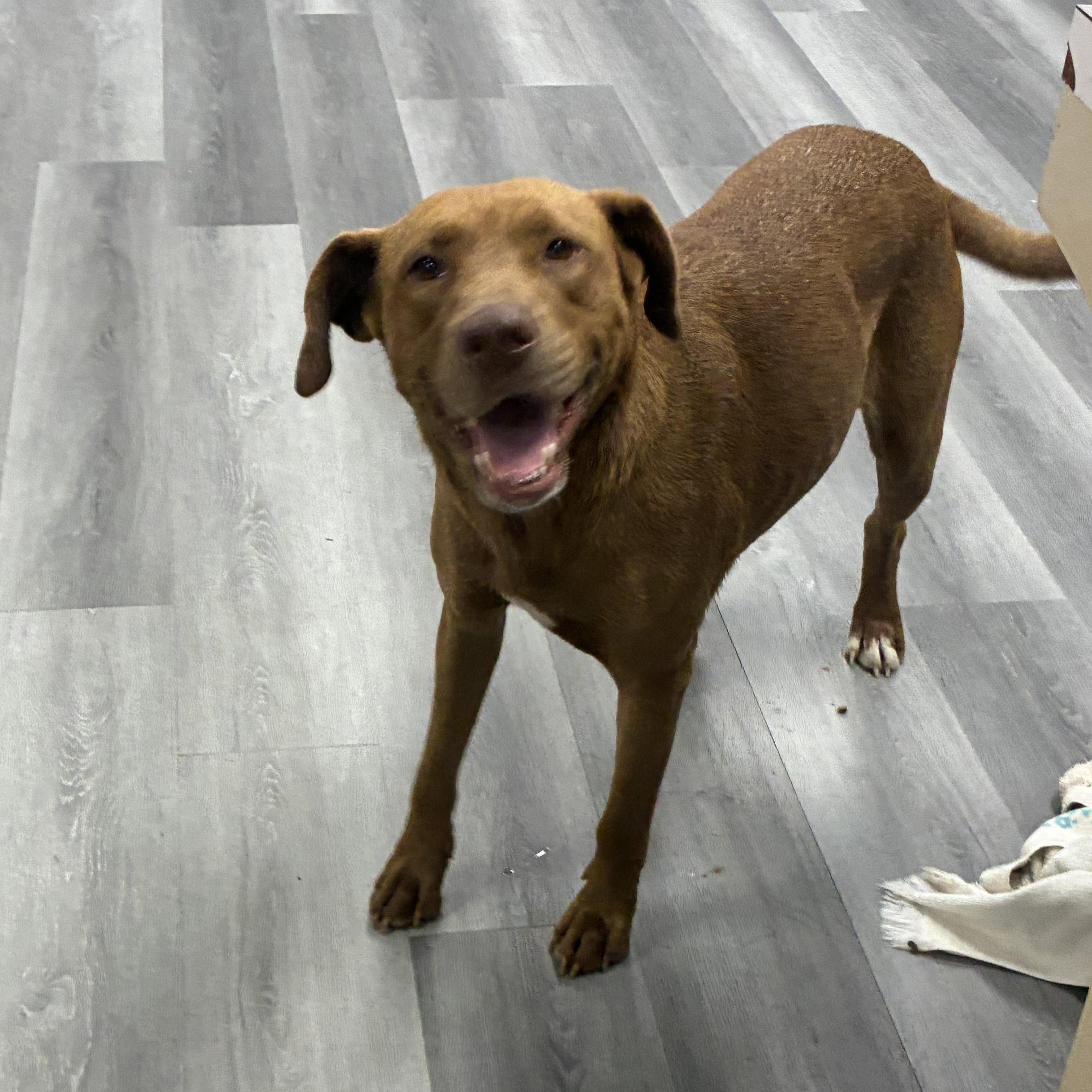 Enlarge Athena, an adopted mixed breed in Bamberg, SC image 3/4