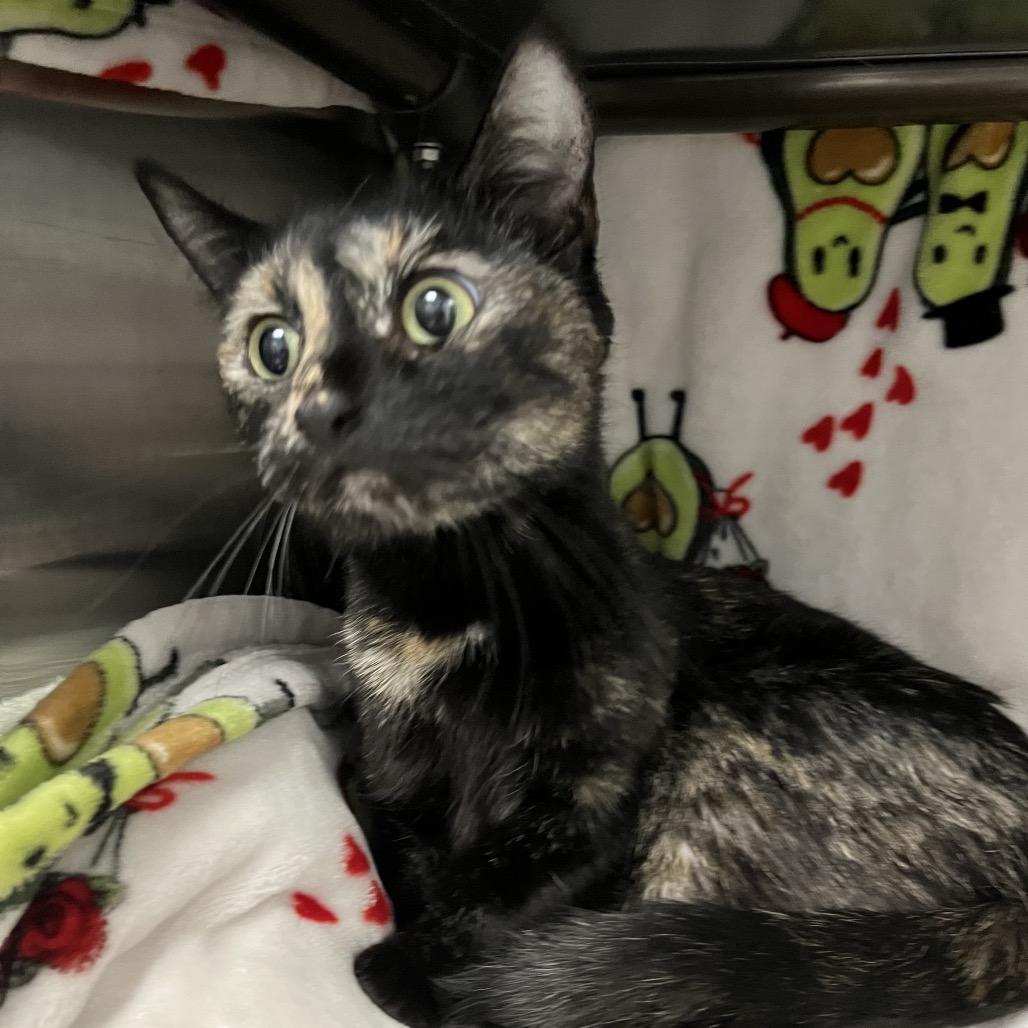 Enlarge Chestnut, a Adoptable Domestic Short Hair in Las Vegas, NV image 1/3