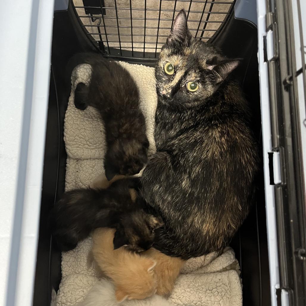 Enlarge Chestnut, a Adoptable Domestic Short Hair in Las Vegas, NV image 2/3