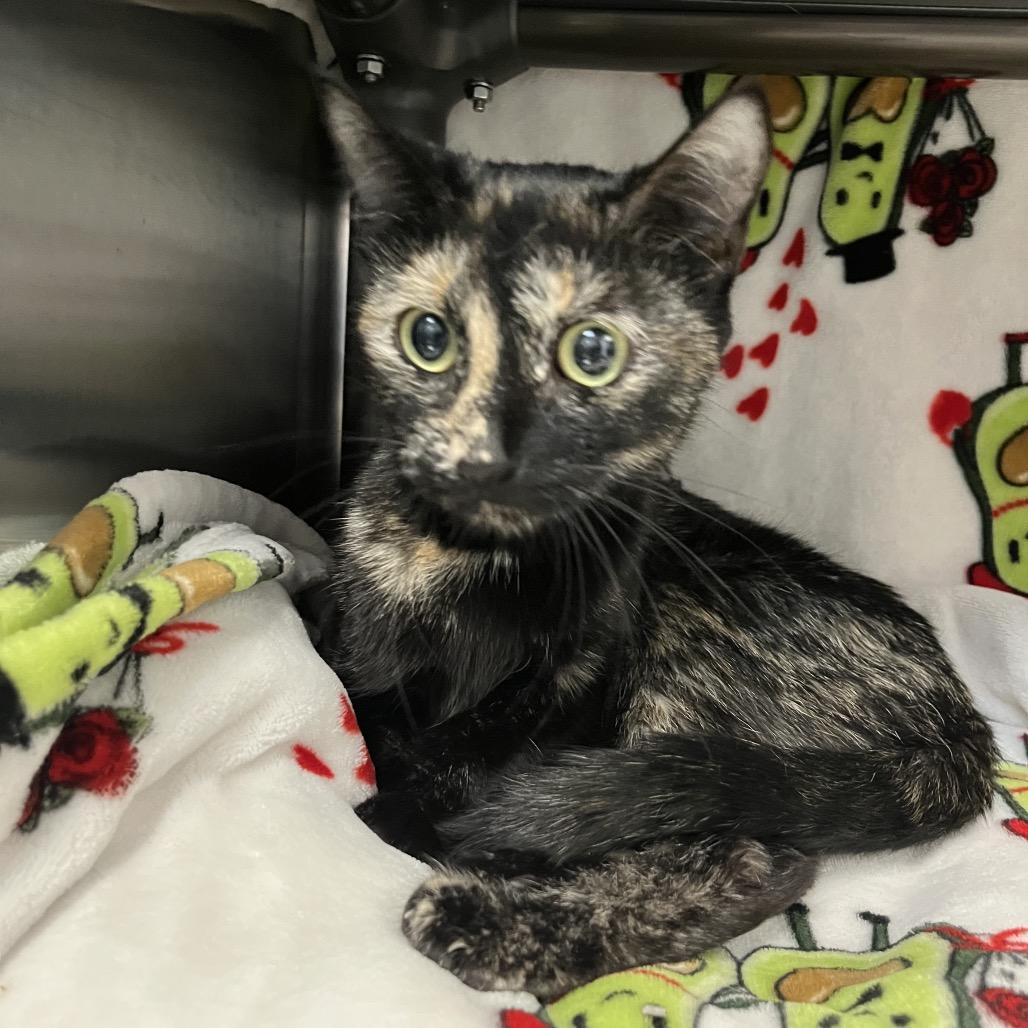 Enlarge Chestnut, a Adoptable Domestic Short Hair in Las Vegas, NV image 3/3