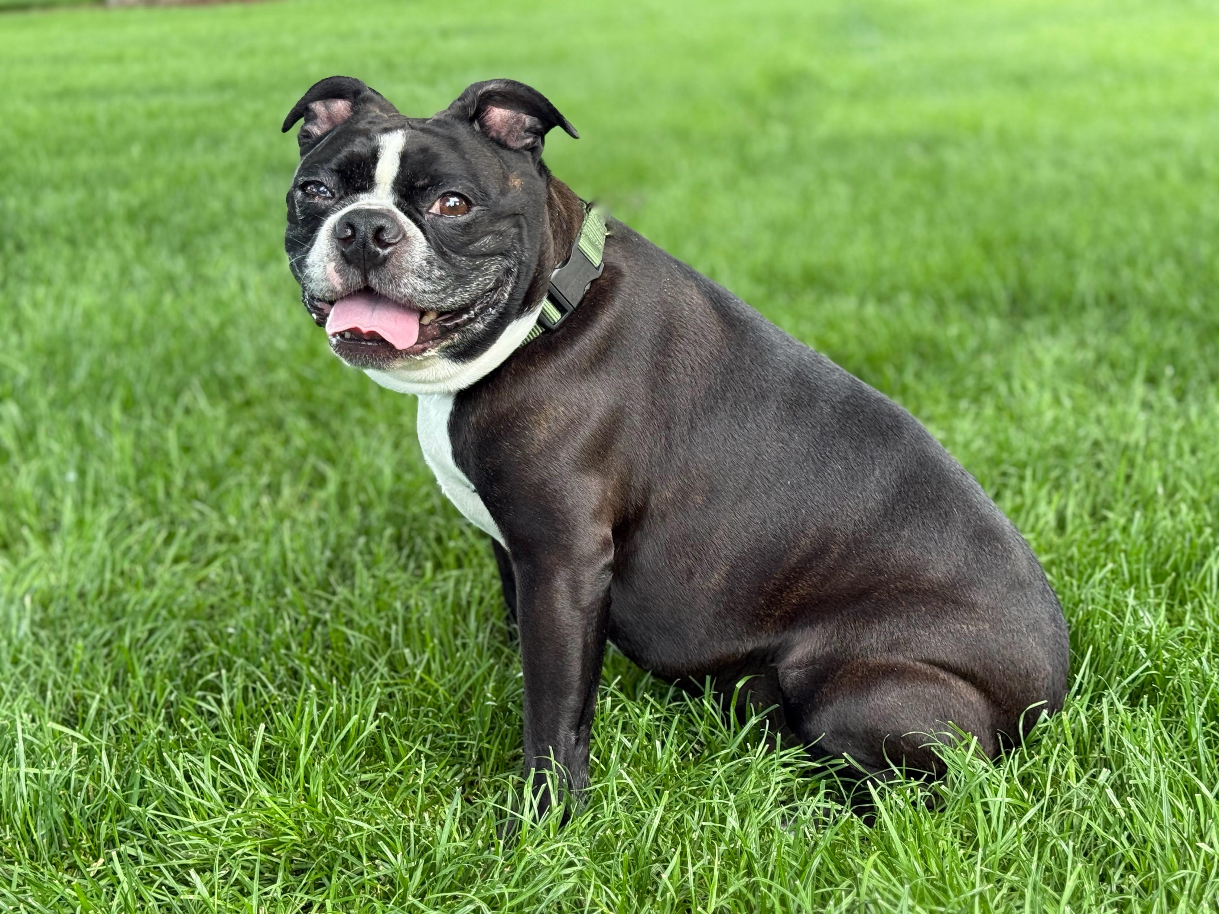 Enlarge Rocky Balboa, a Adoptable Boston Terrier in Twin Falls, ID image 1/4