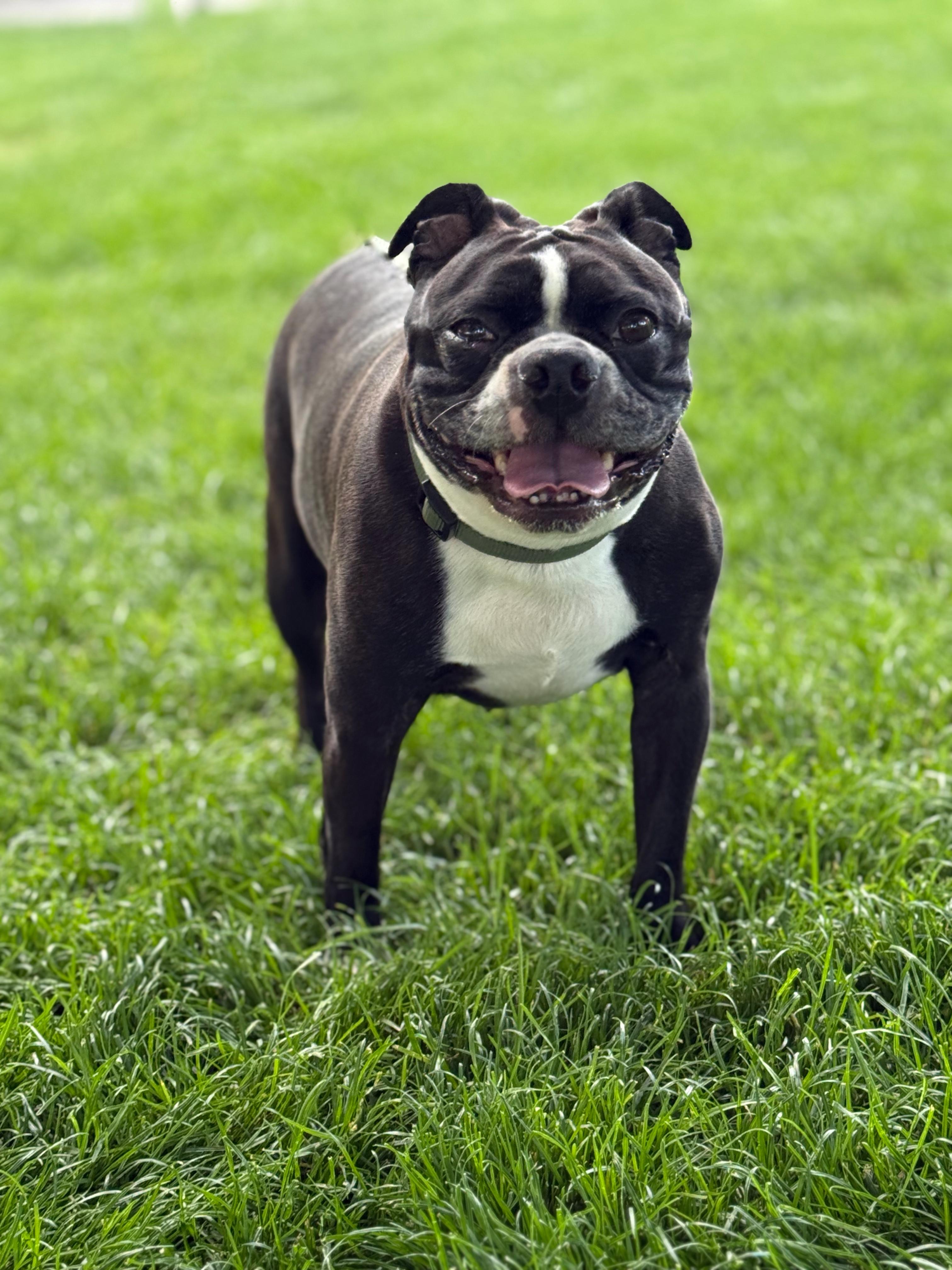 Enlarge Rocky Balboa, a Adoptable Boston Terrier in Twin Falls, ID image 2/4