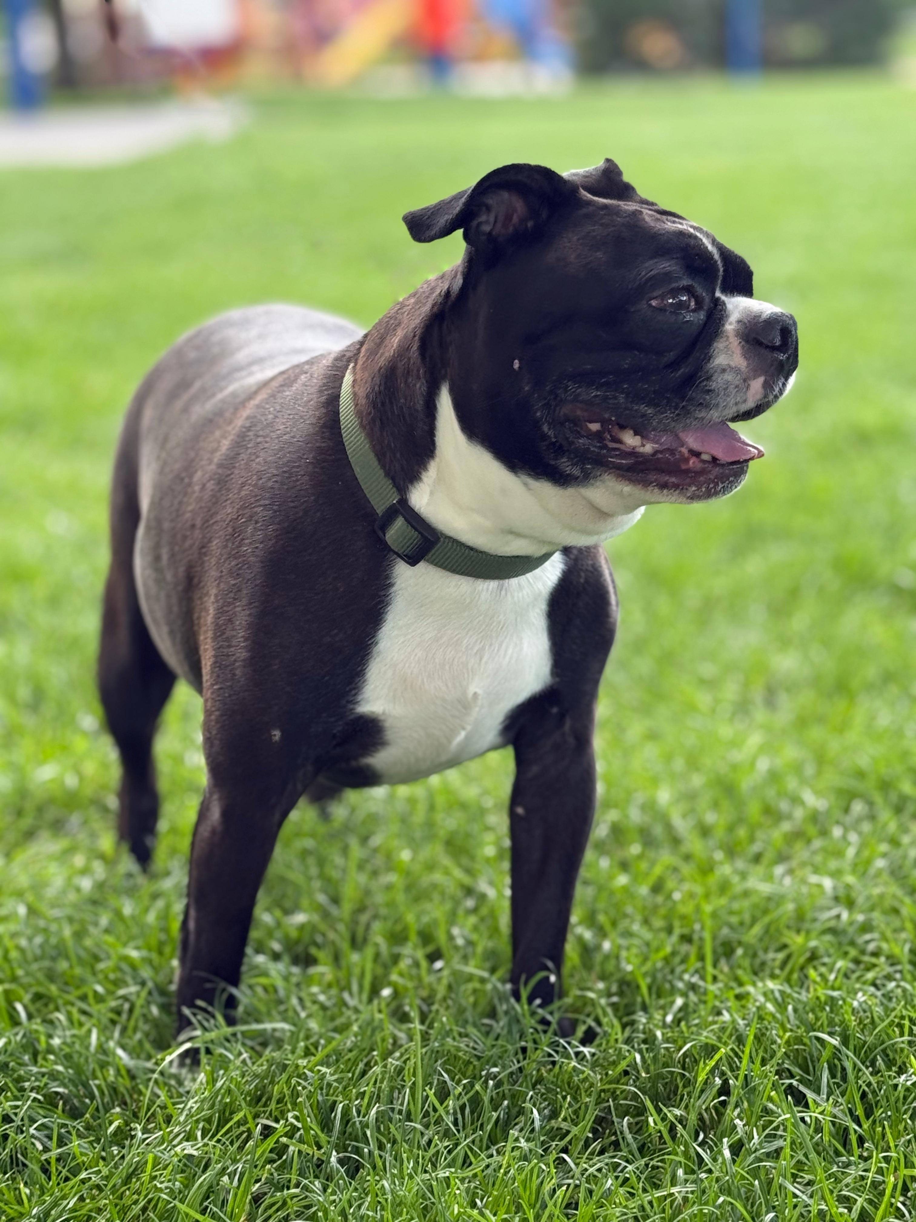 Rocky Balboa, Adoptable, Senior Male Boston Terrier.