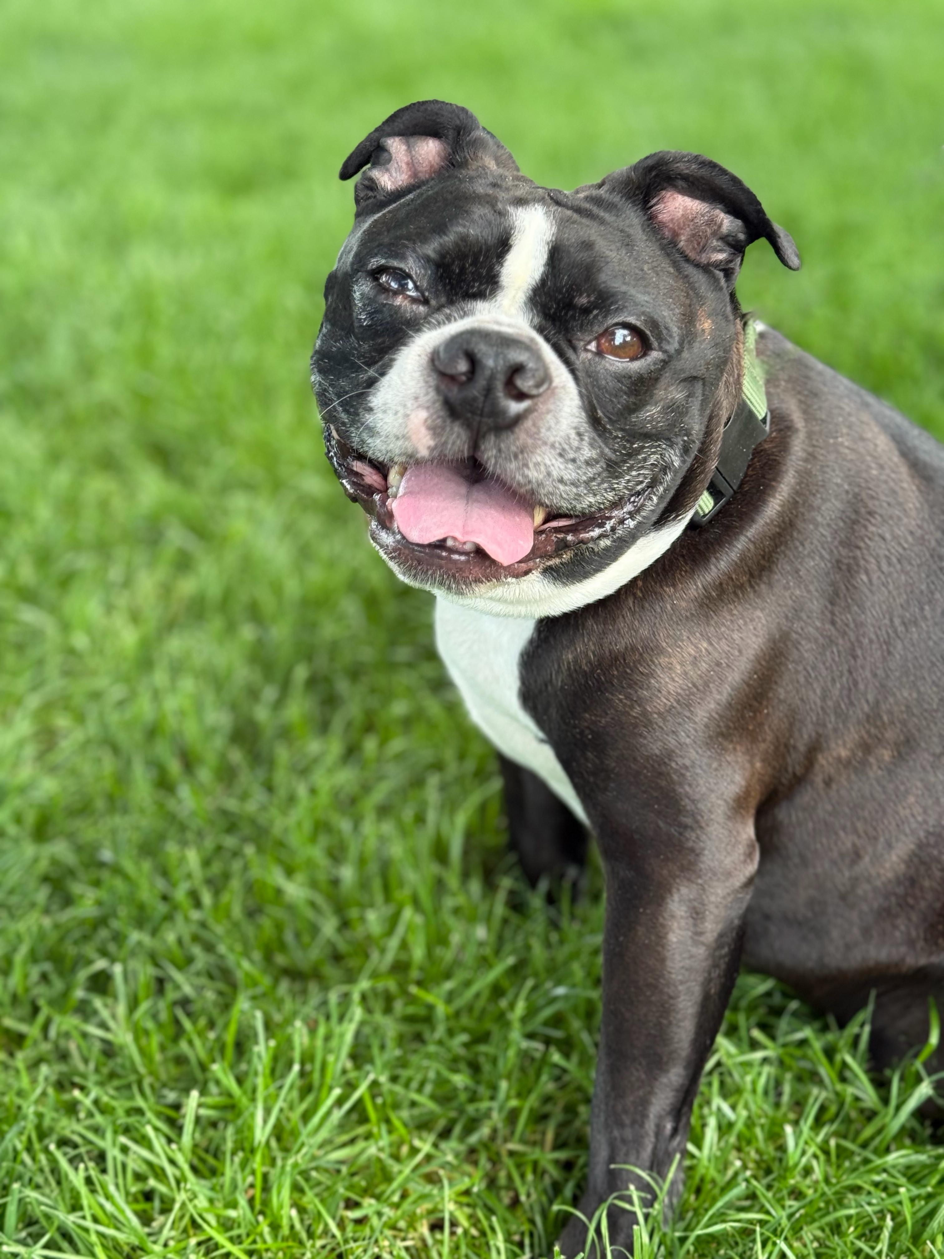 Enlarge Rocky Balboa, a Adoptable Boston Terrier in Twin Falls, ID image 4/4