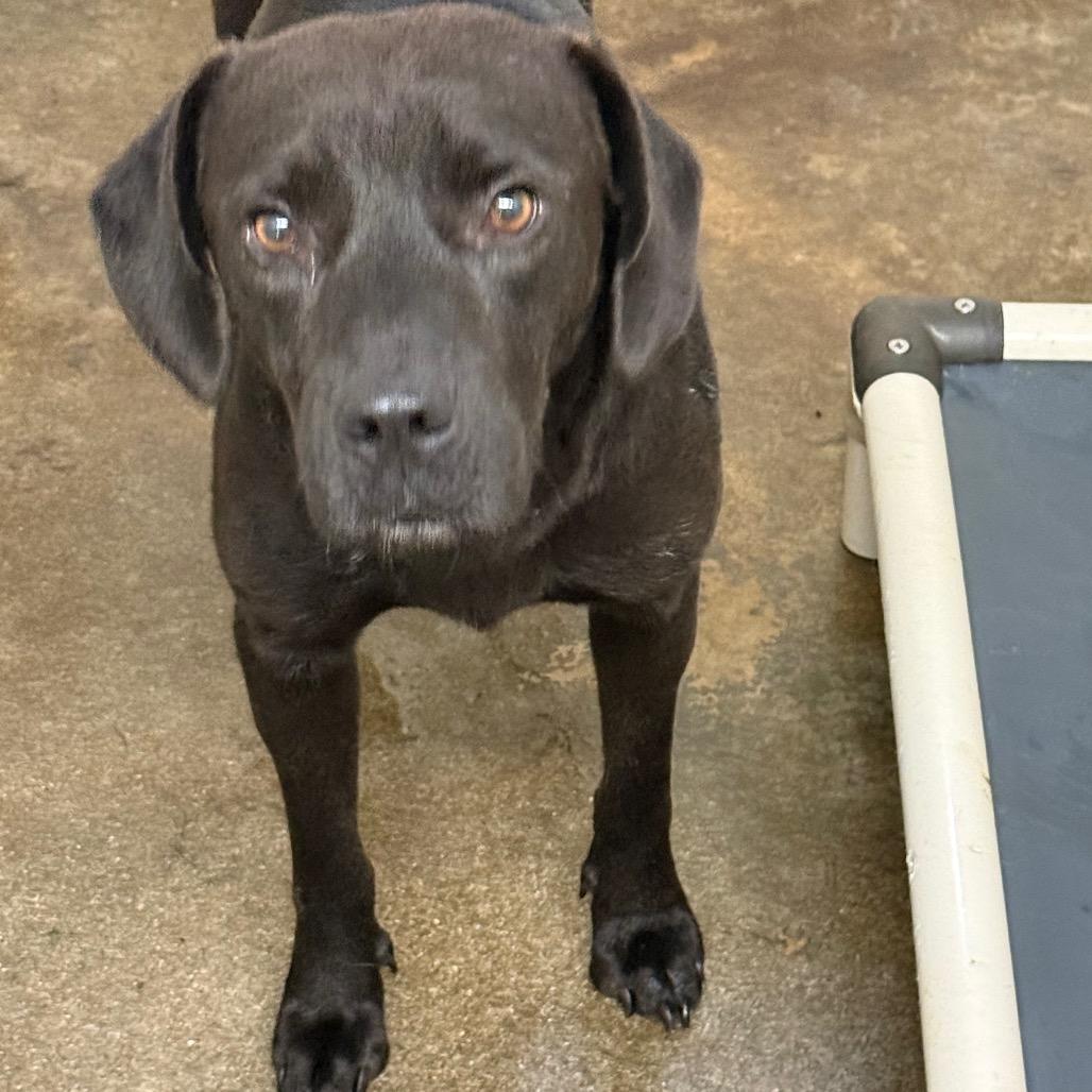 Jet, Adoptable, Adult Male Mixed Breed.