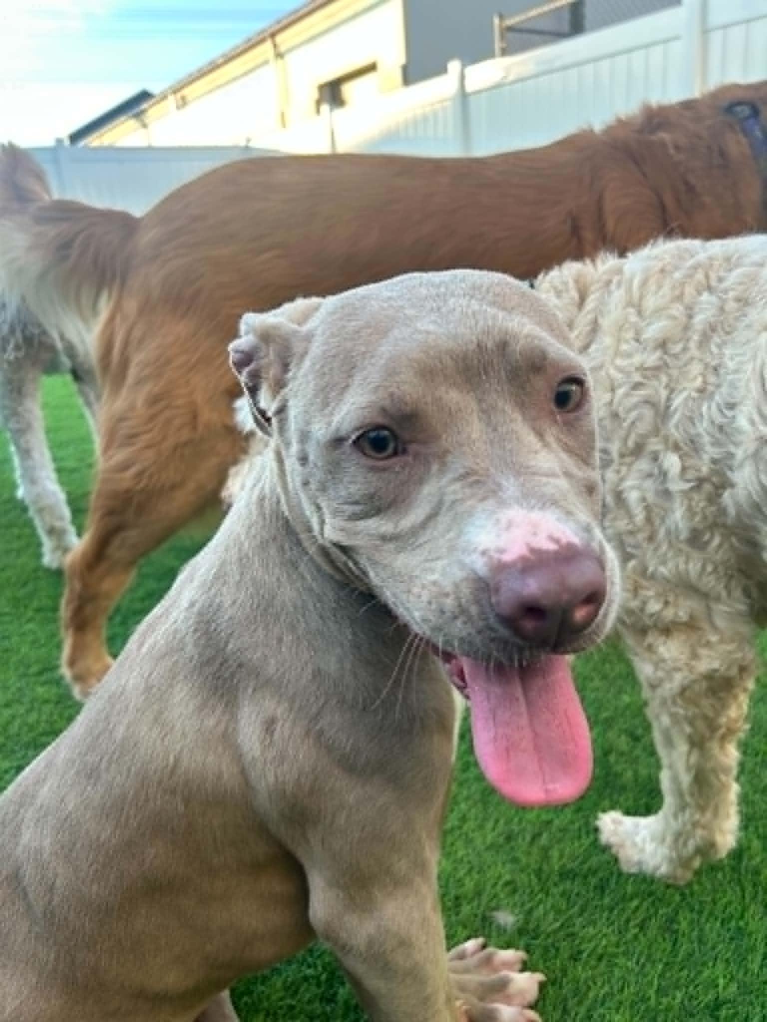 Enlarge Molly, a Adoptable mixed breed in Essex, MD image 2/4