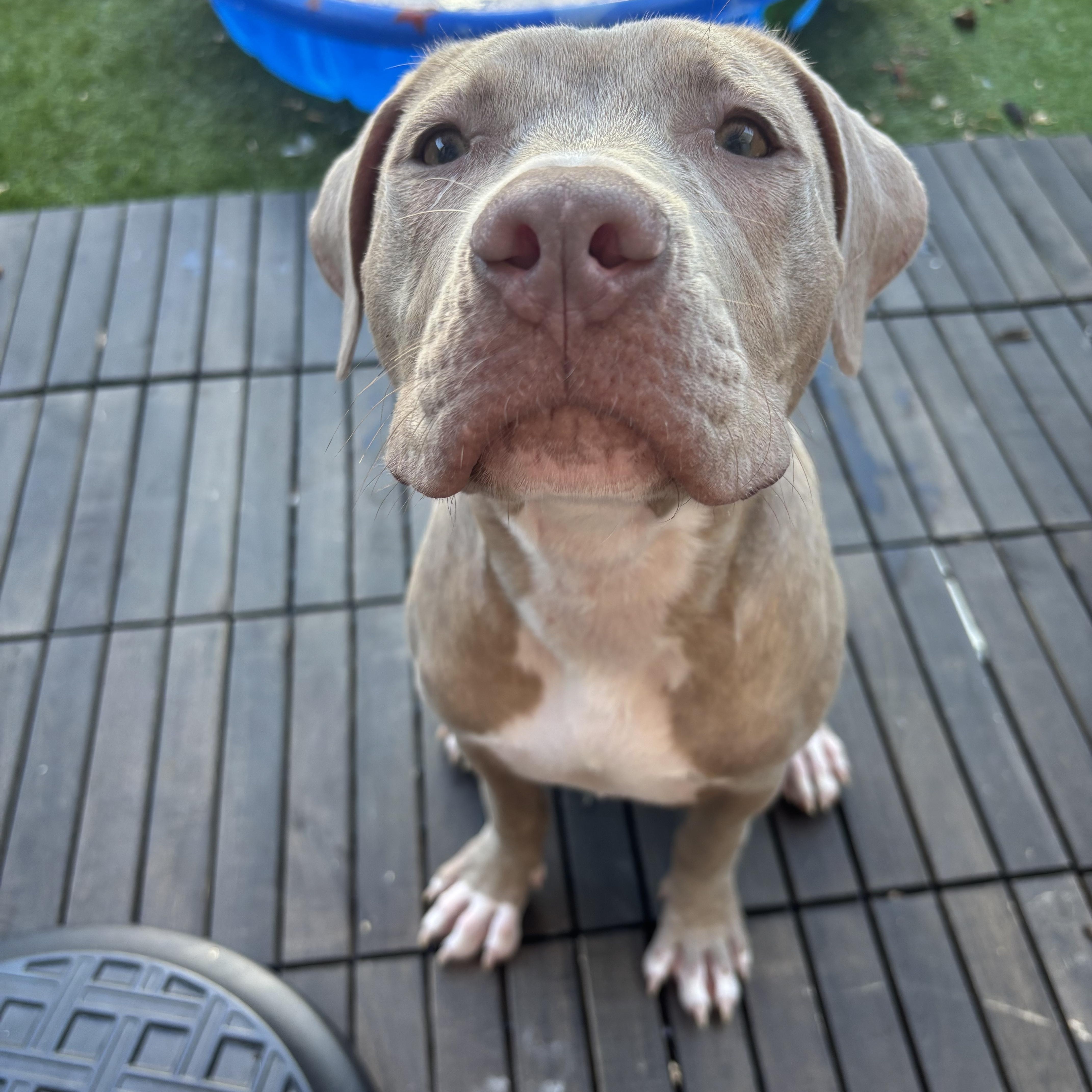 Enlarge Molly, a Adoptable mixed breed in Essex, MD image 4/4