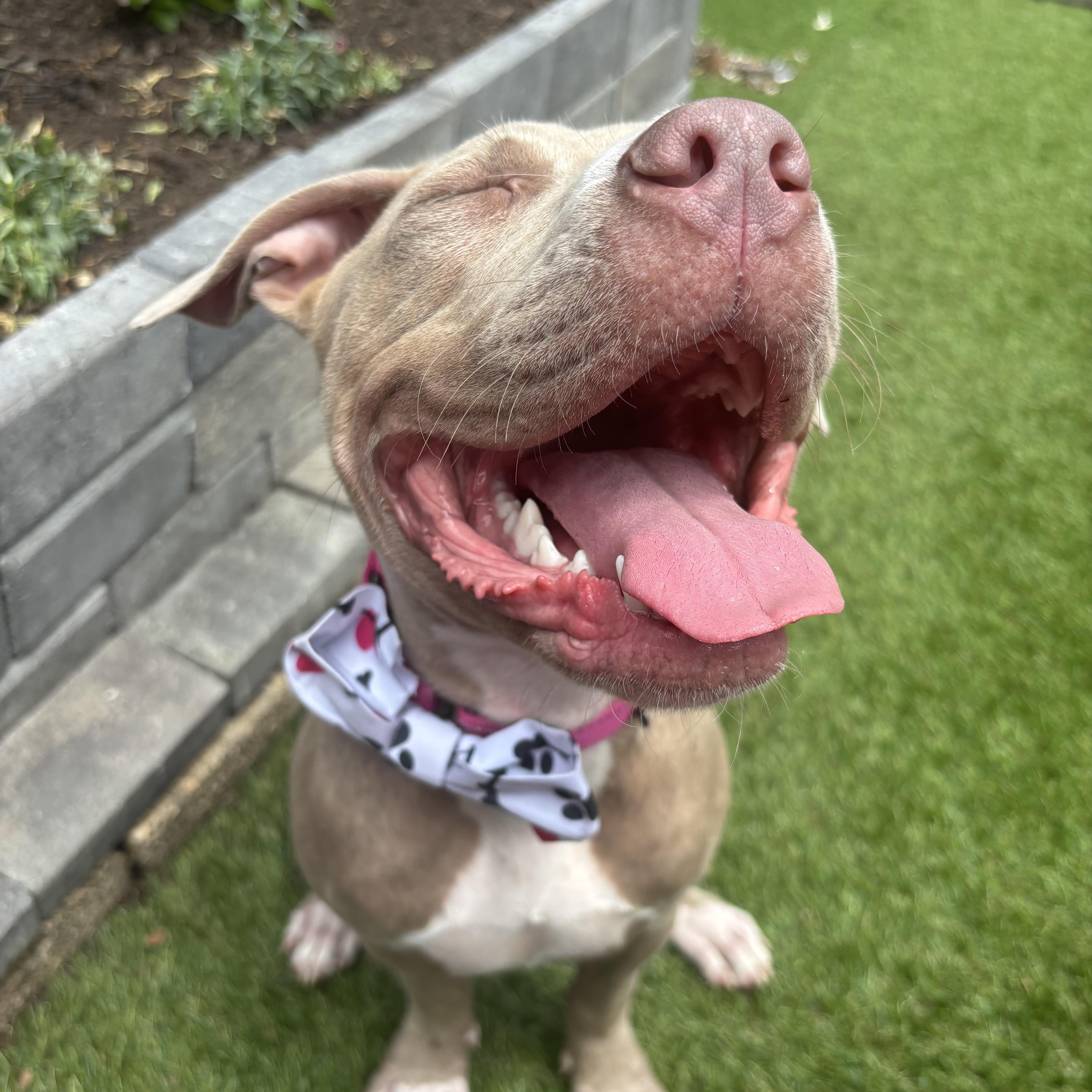 Enlarge Molly, a Adoptable mixed breed in Essex, MD image 1/4