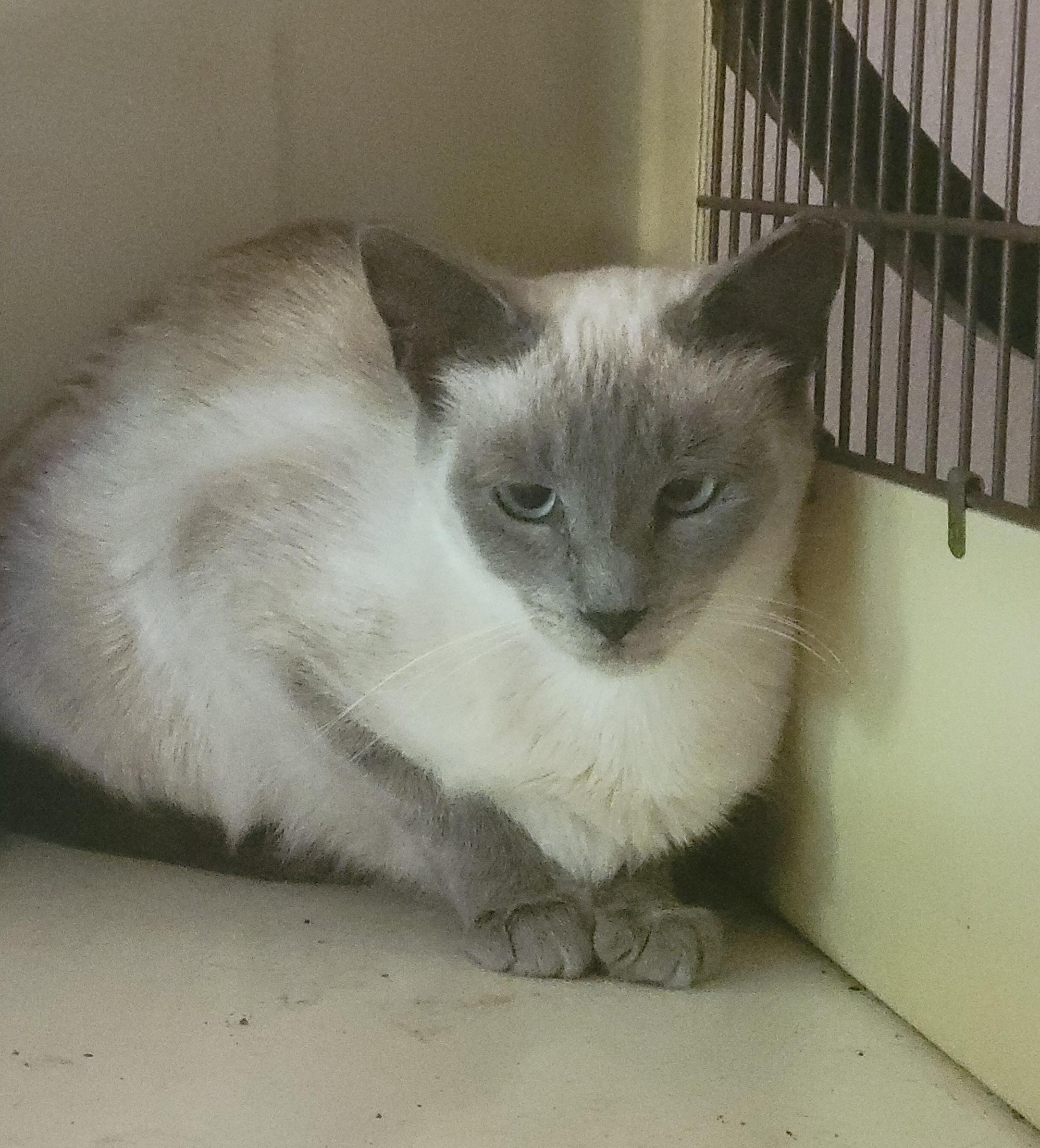 LAVENDER, Adult Female Siamese