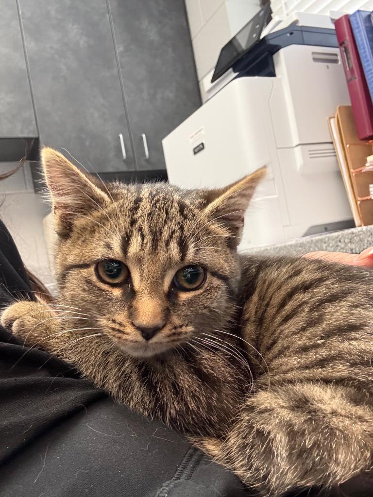 Munchkin, Adoptable, Kitten Female Domestic Short Hair.