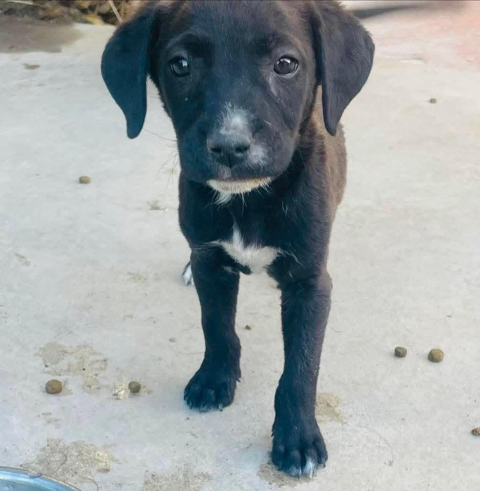 Enlarge Caleb, a Adoptable mixed breed in Temecula, CA image 3/6
