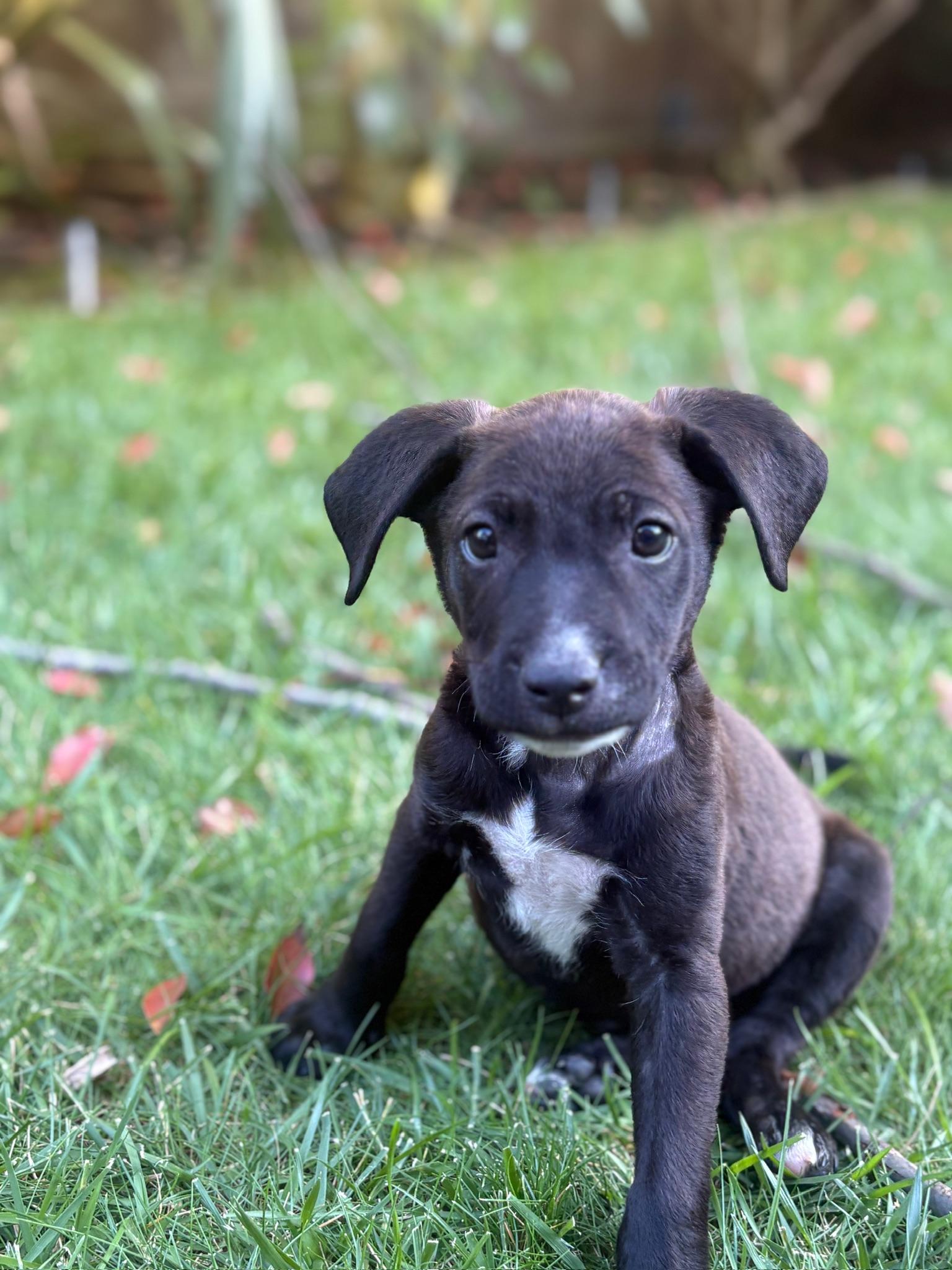 Caleb, Adoptable, Puppy Male Boxer.