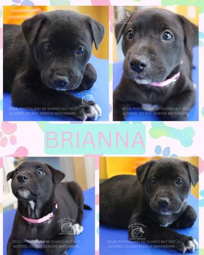 Enlarge BRIANNA, a Adoptable mixed breed in Kenansville, NC image 1/1