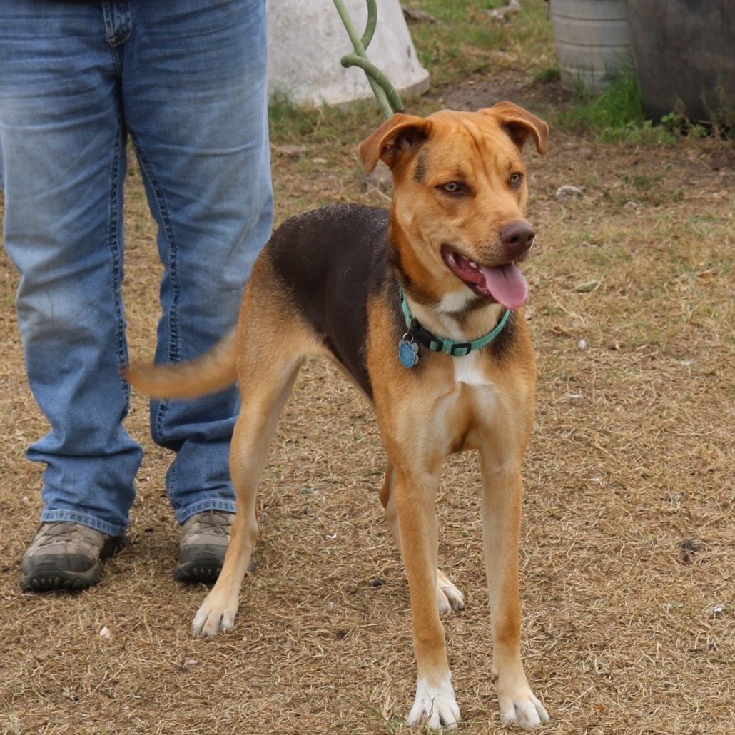 Enlarge Reba, a Adoptable mixed breed in Bandera, TX image 2/3
