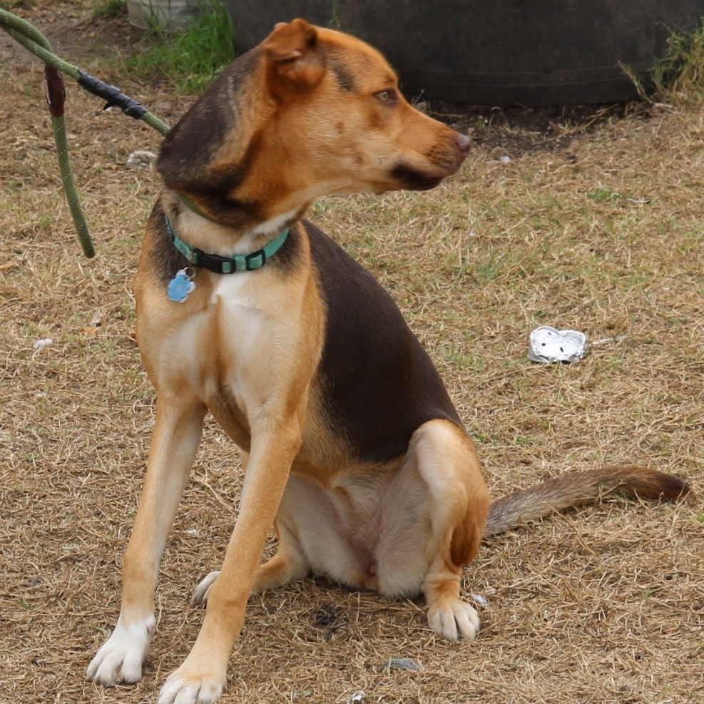 Enlarge Reba, a Adoptable mixed breed in Bandera, TX image 3/3