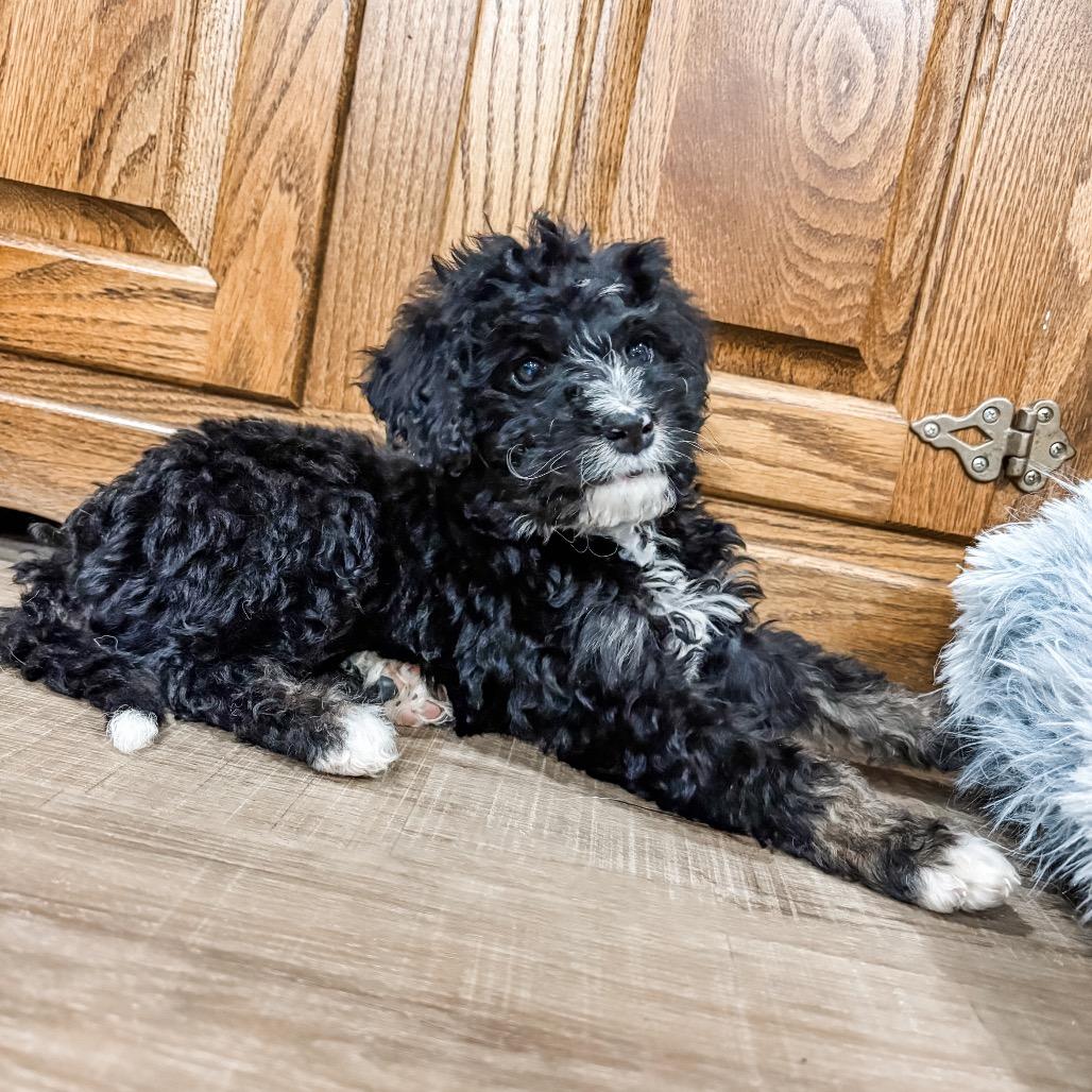 Stevie, Adoptable, Puppy Female Bernese Mountain Dog & Poodle.