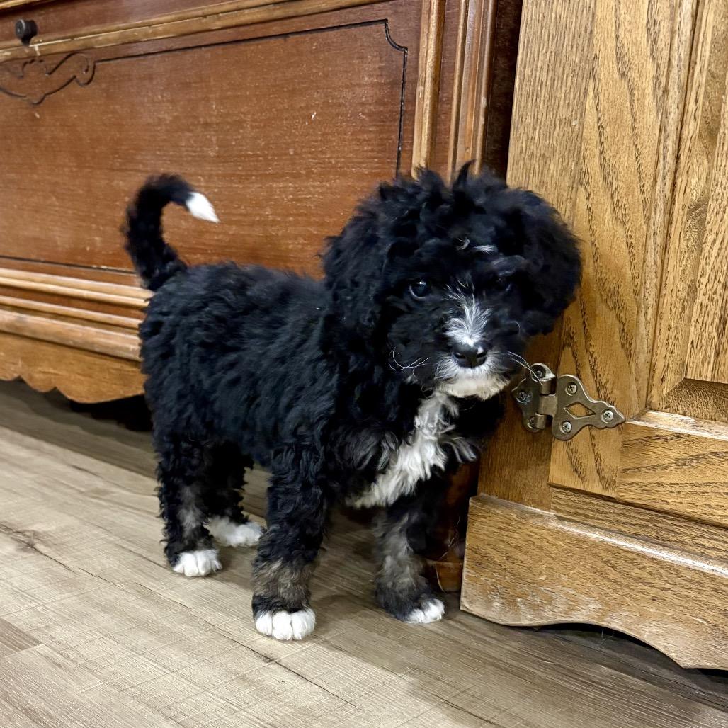 Enlarge Stevie, a Adoptable mixed breed in Sinking Spring, PA image 2/4