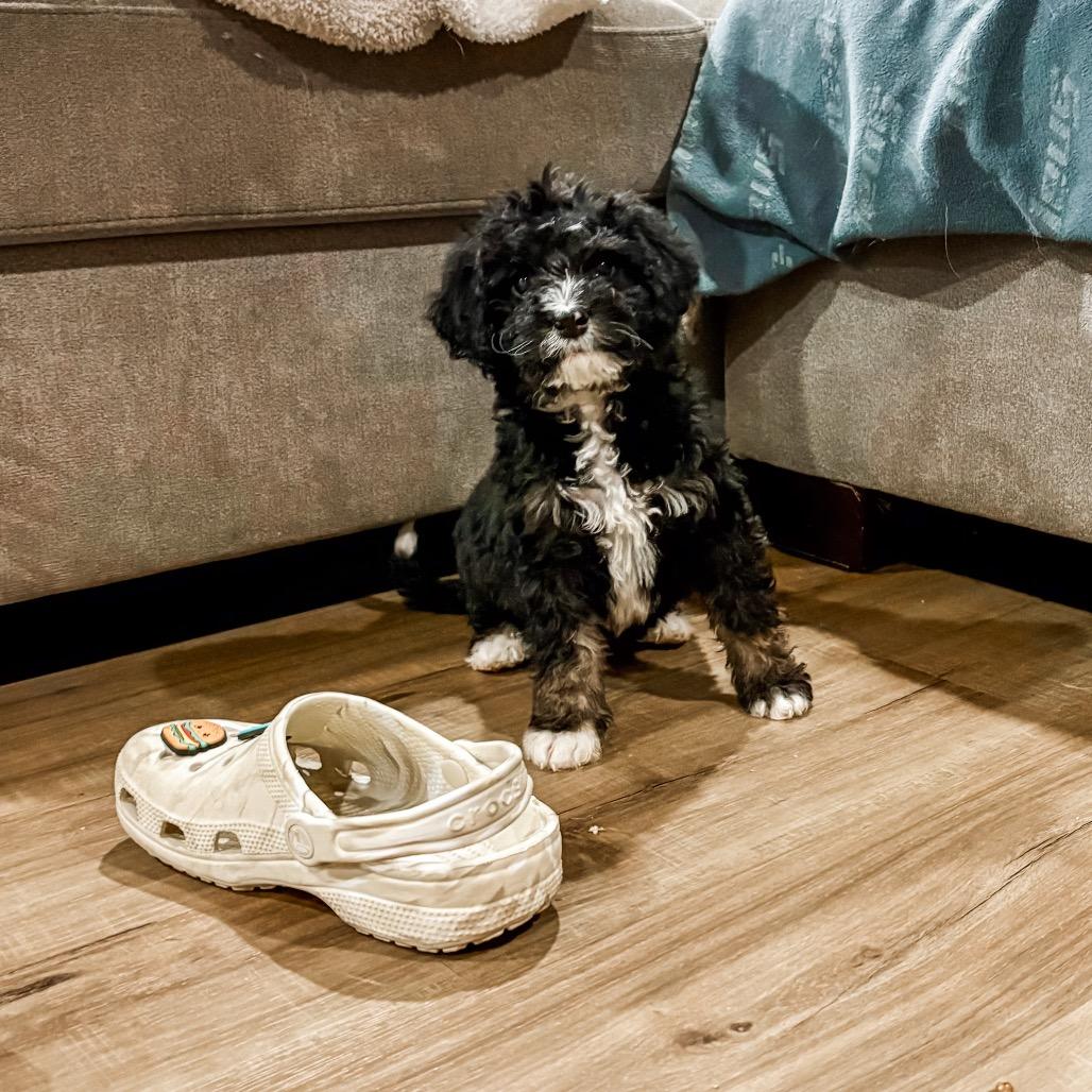 Enlarge Stevie, a Adoptable mixed breed in Sinking Spring, PA image 3/4