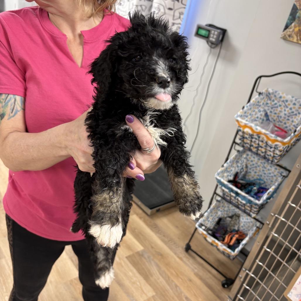 Enlarge Stevie, a Adoptable mixed breed in Sinking Spring, PA image 4/4