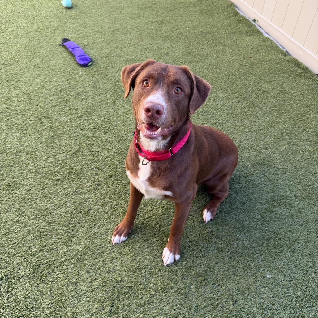 Enlarge Banjo, a Adoptable Mixed Breed in Titusville, FL image 1/3