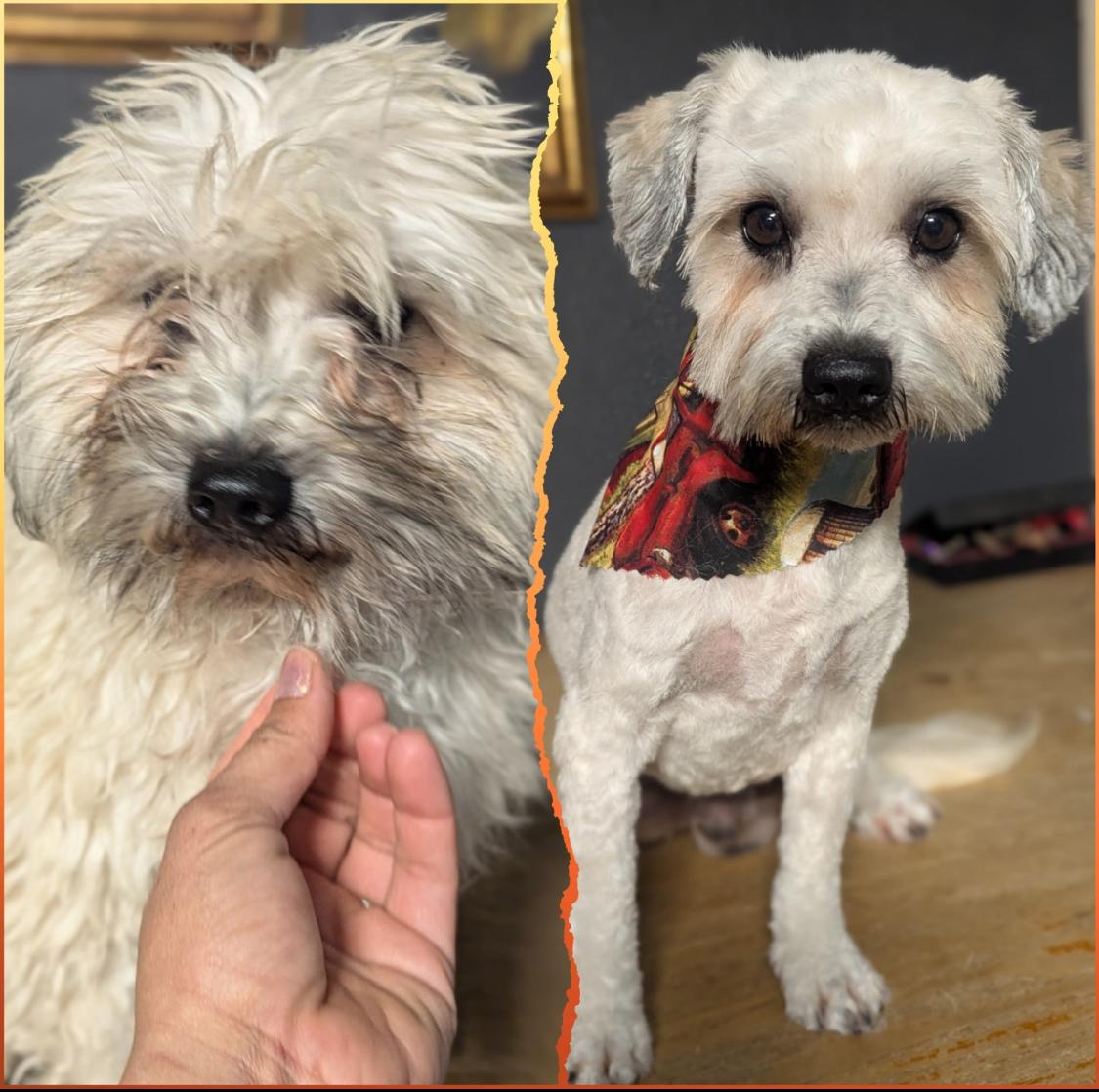 Scruffy, a Adoptable Maltese in Van Nuys, CA image 2/3