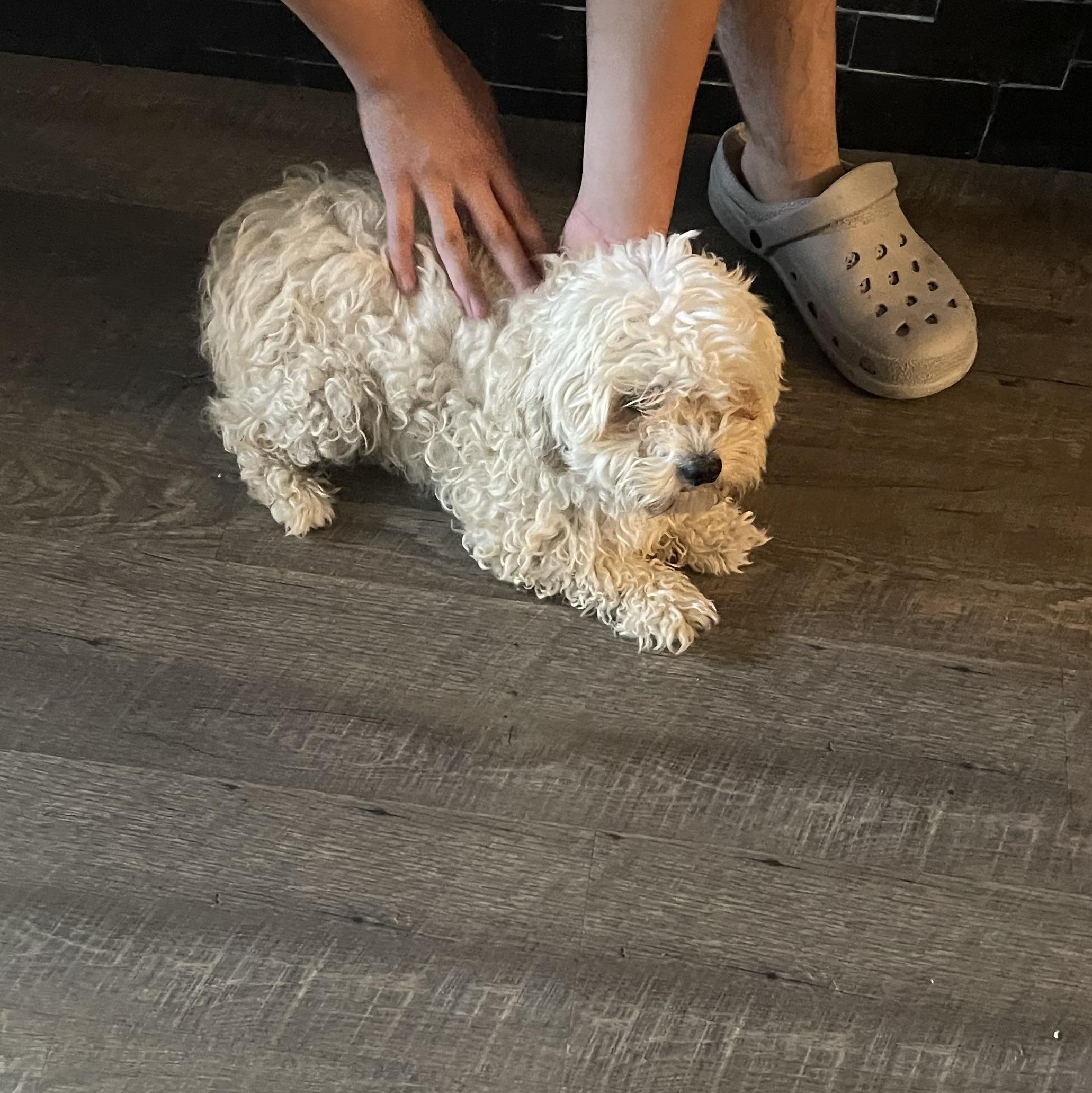 Scruffy, a Adoptable Maltese in Van Nuys, CA image 3/3